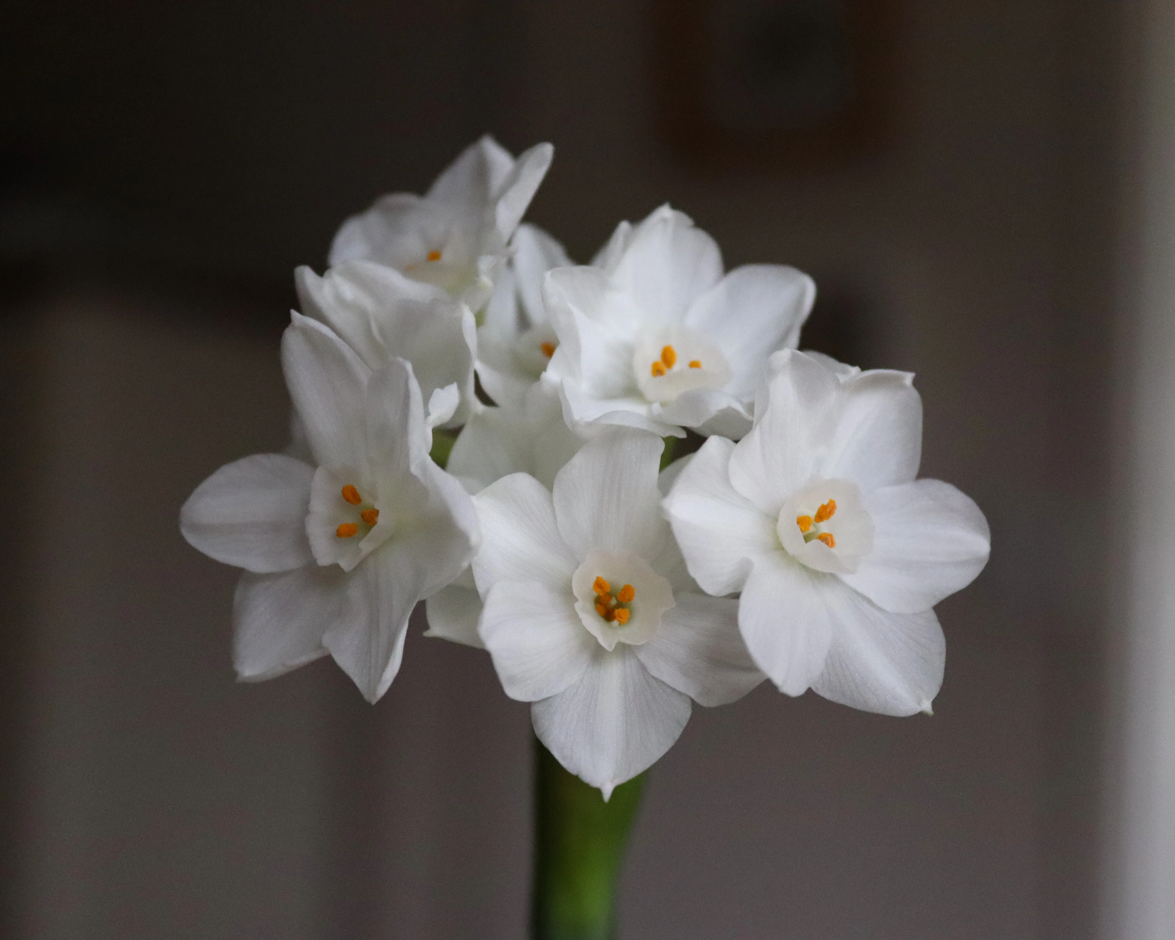 Narcissus 'Paperwhite' - Image 13