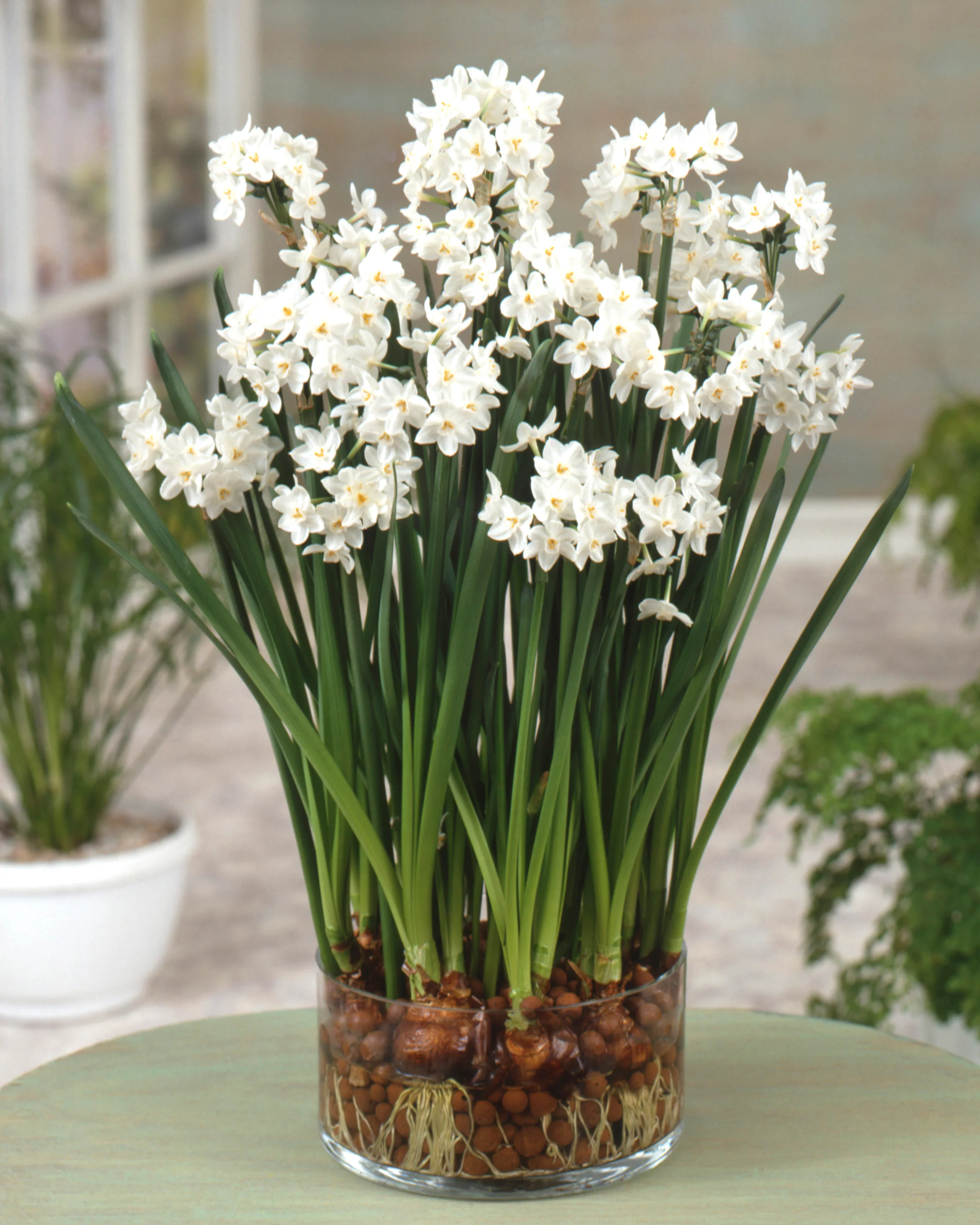 Narcissus 'Paperwhite' - Image 14