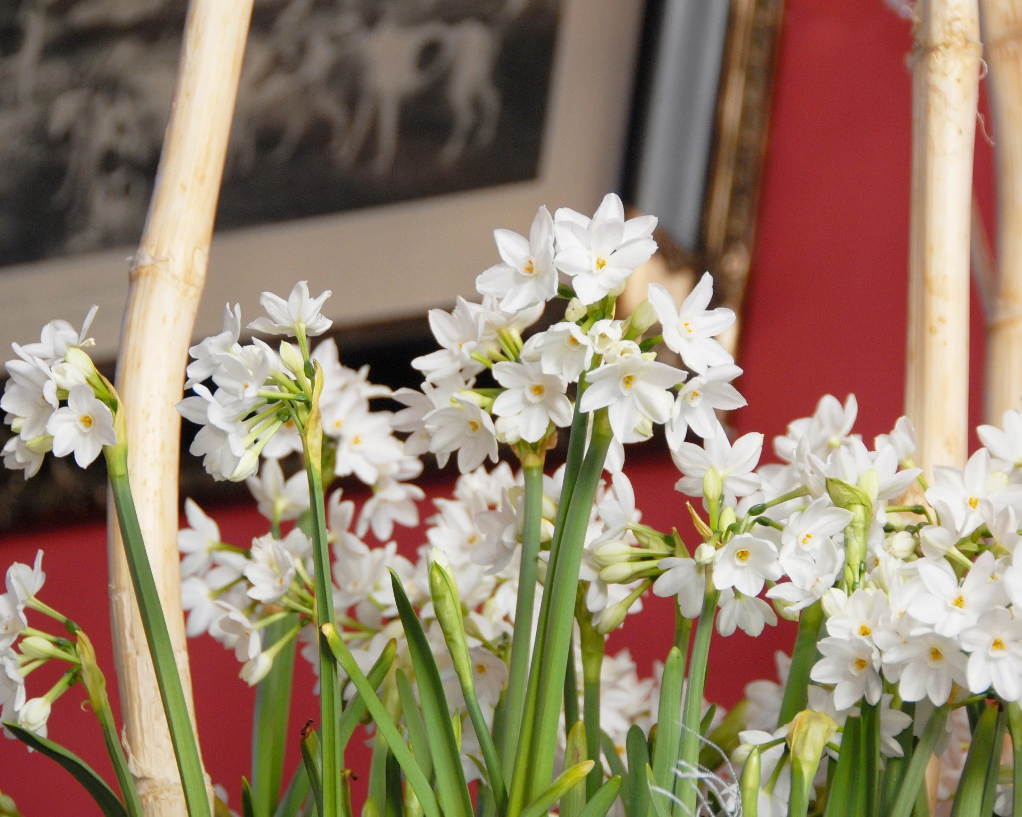 Narcissus 'Paperwhite' - Image 4