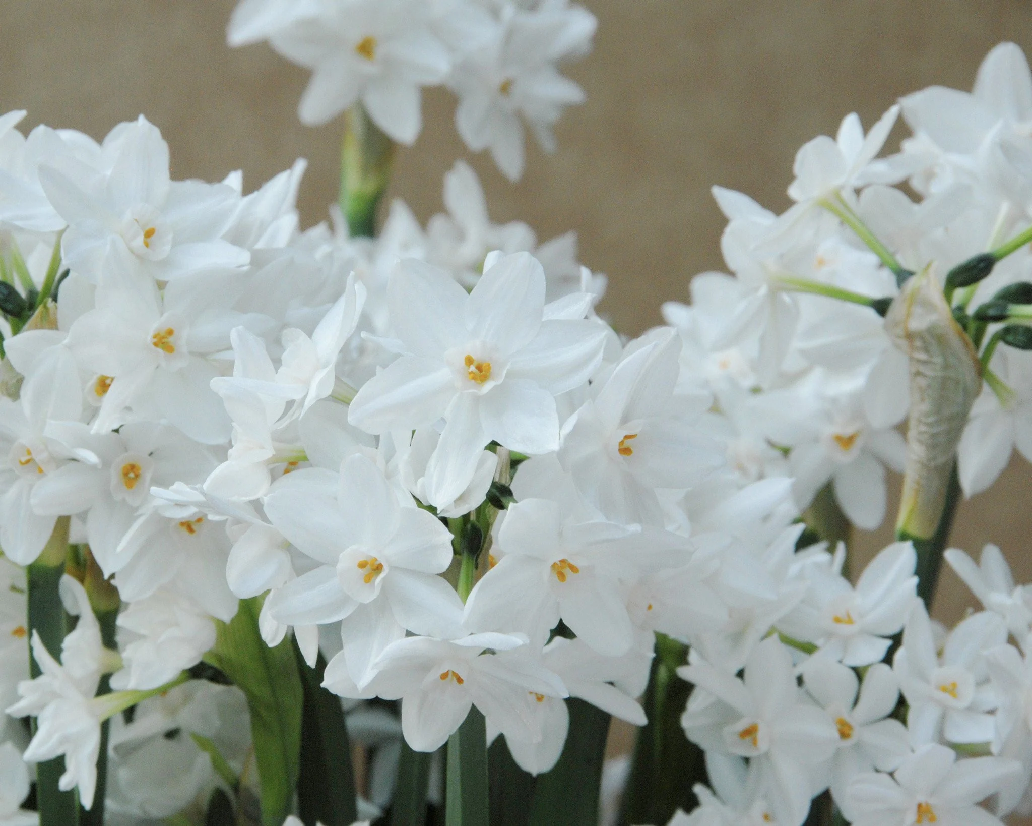 Narcissus 'Paperwhite' - Image 6