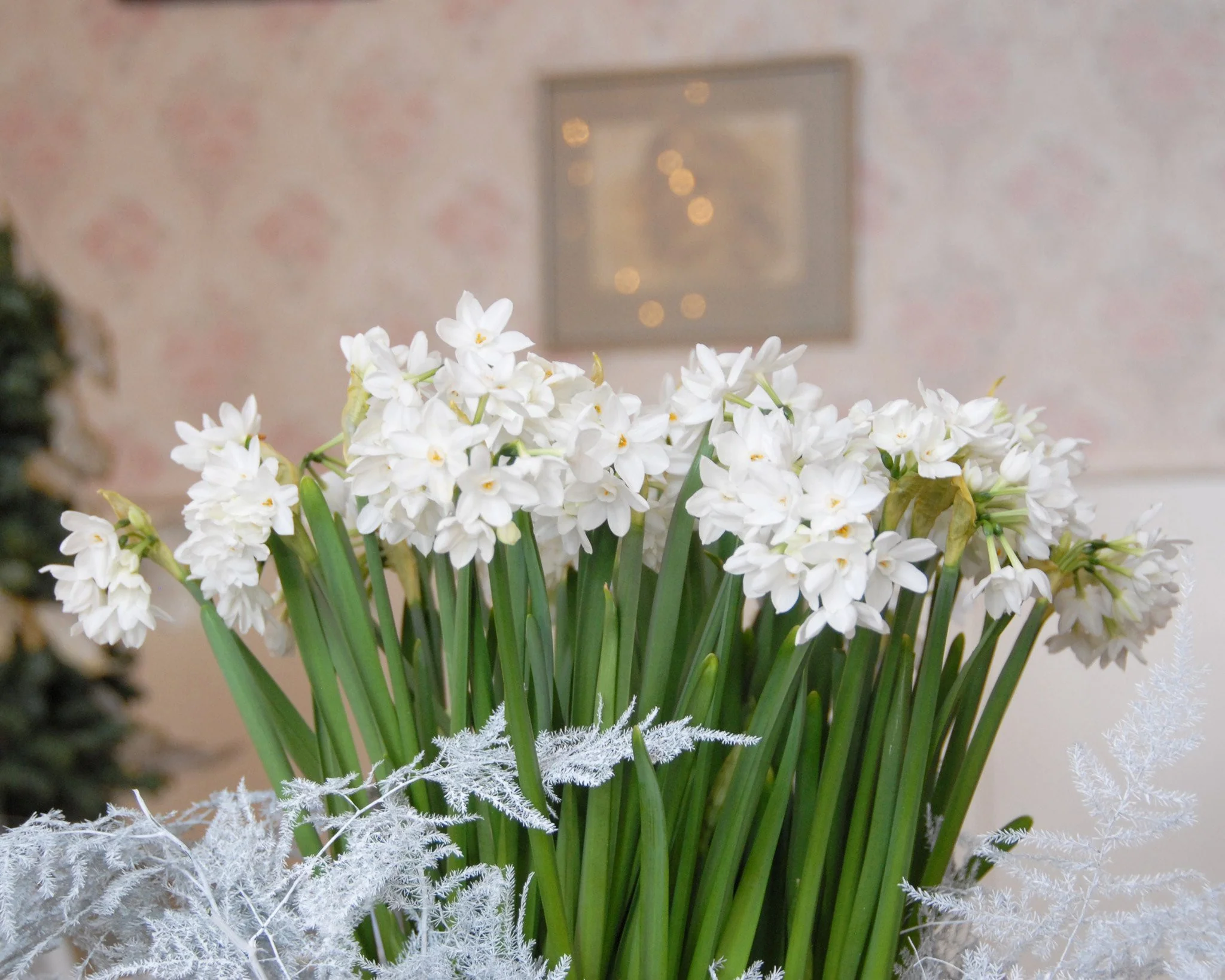 Narcissus 'Paperwhite' - Image 7