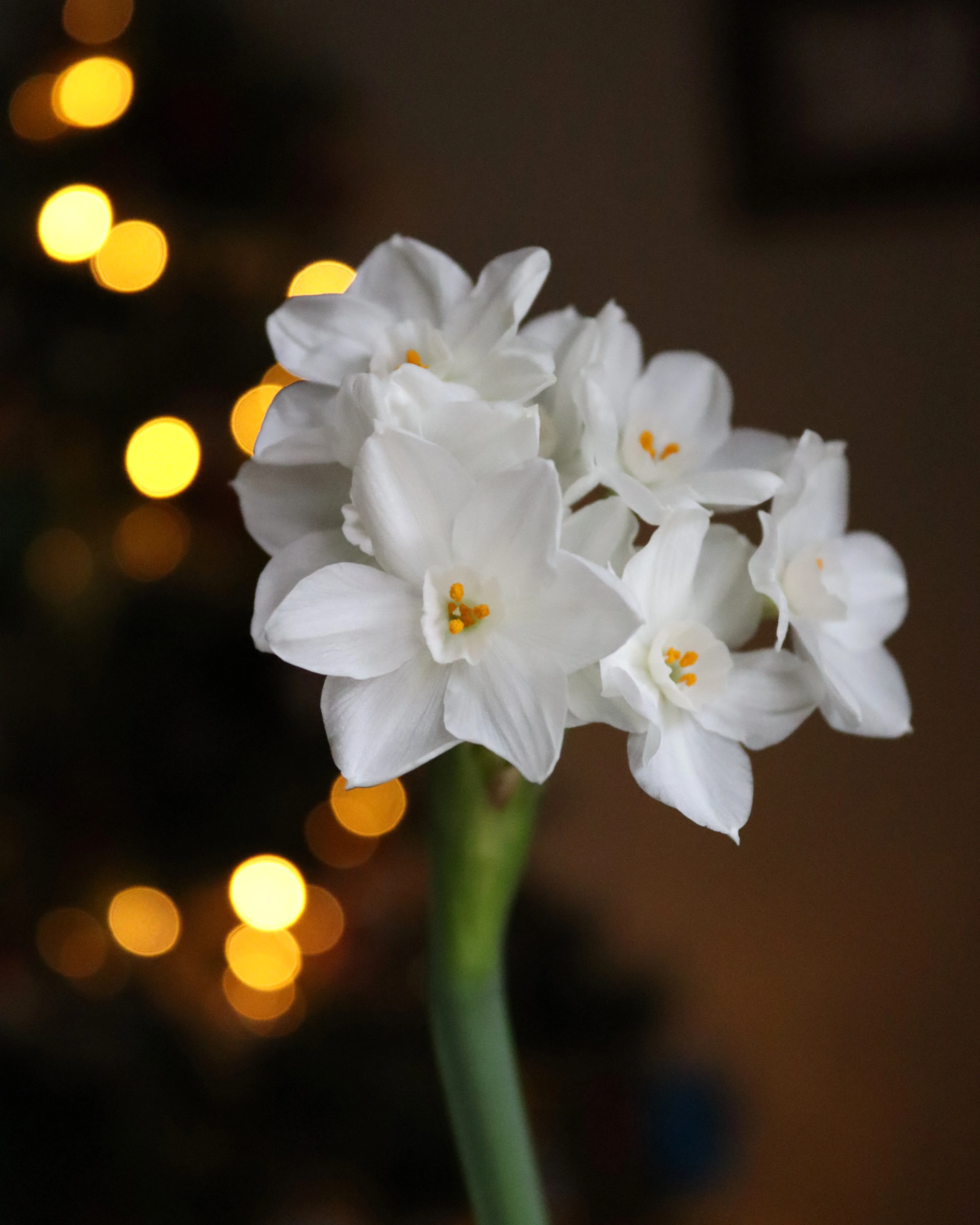 Narcissus 'Paperwhite' - Image 9