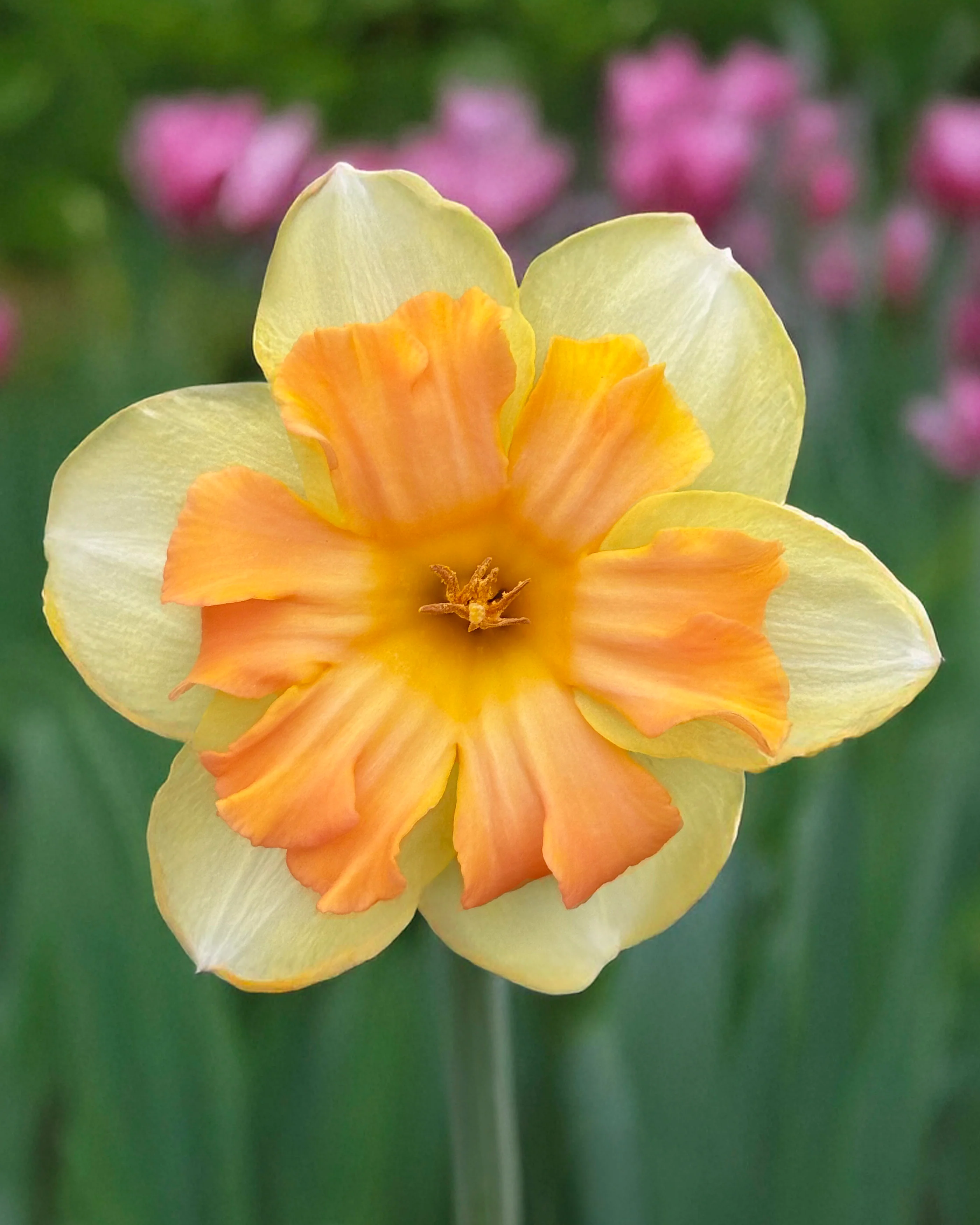Narcissus 'Peachy Dream' - Image 2
