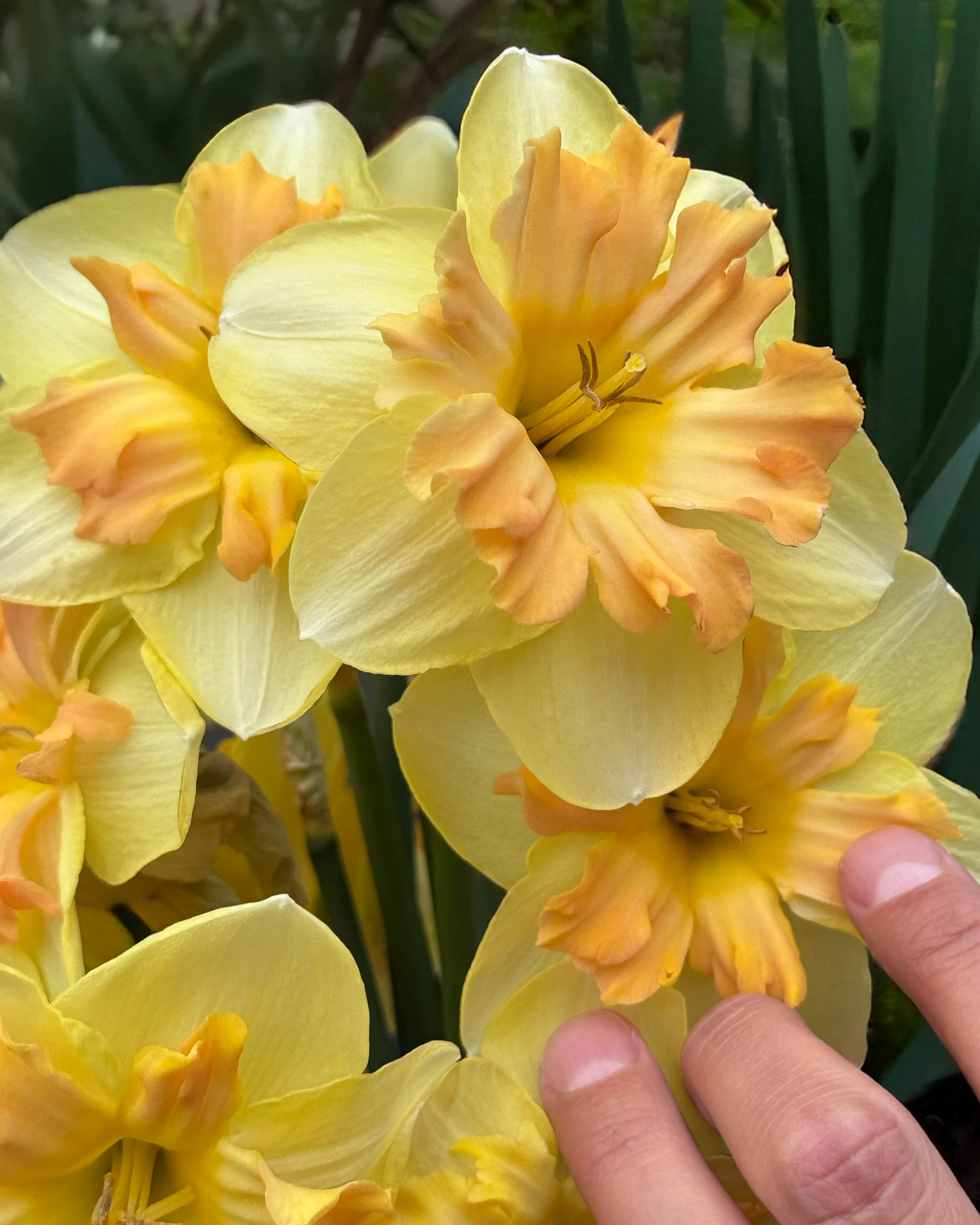 Narcissus 'Peachy Dream' - Image 4
