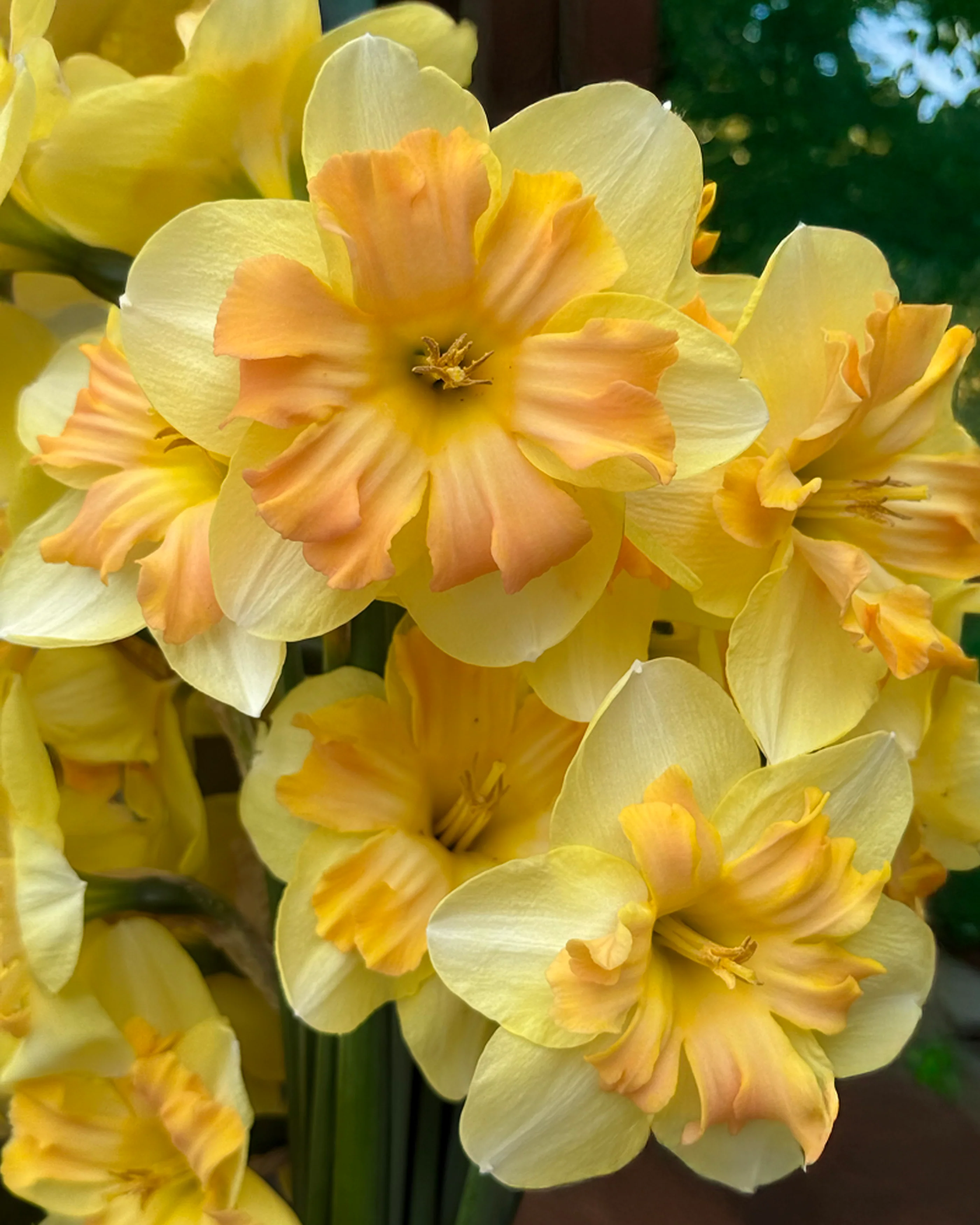 Narcissus 'Peachy Dream' - Image 5