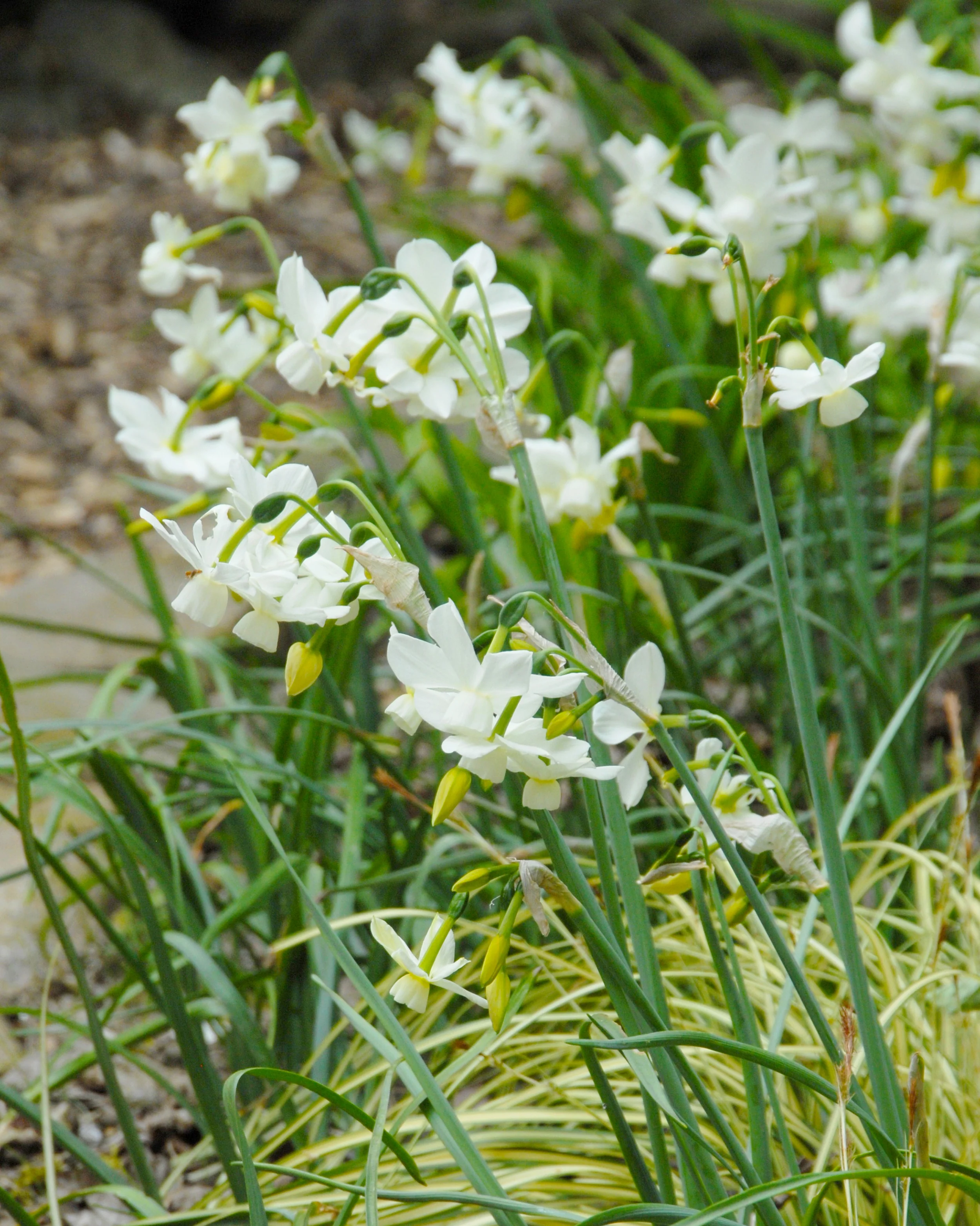 Narcissus 'Petrel' - Image 2