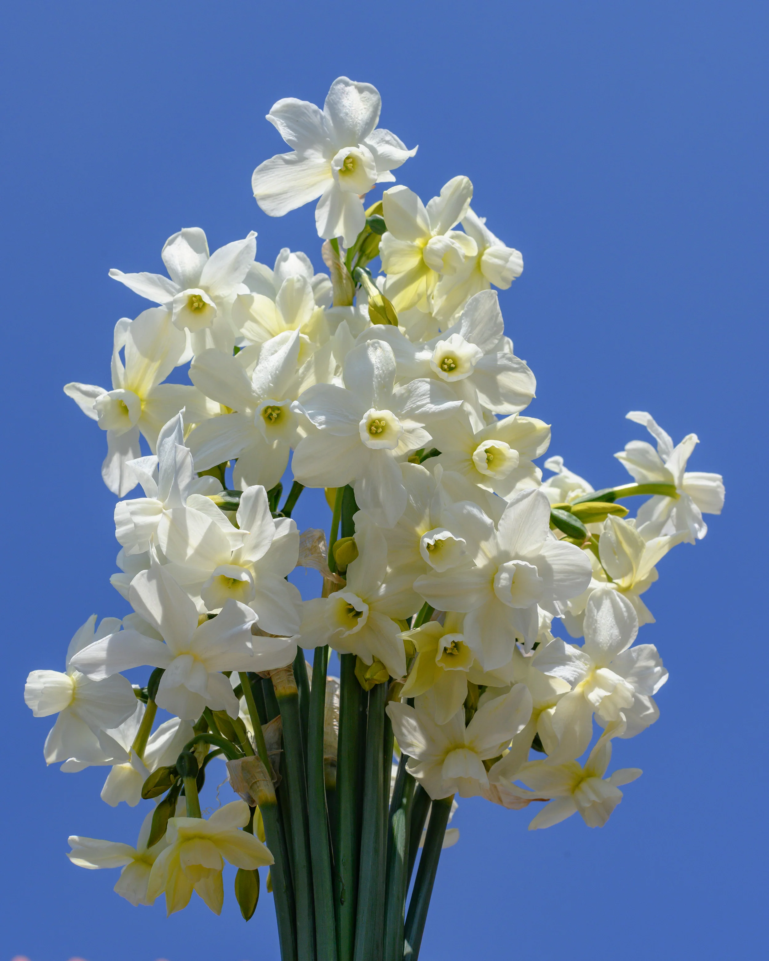 Narcissus 'Petrel' - Image 8