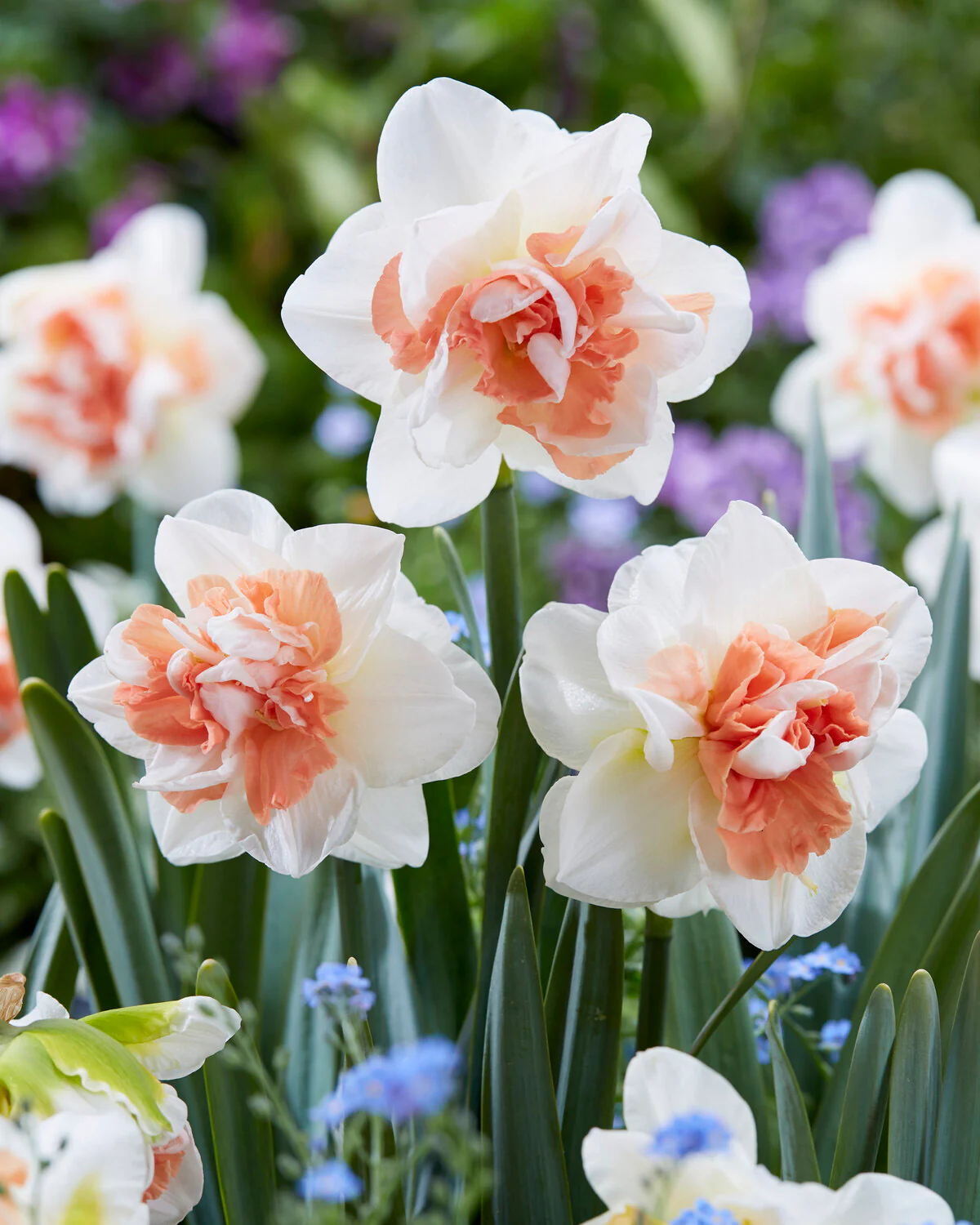 Narcissus 'Pink Performance' - Image 2