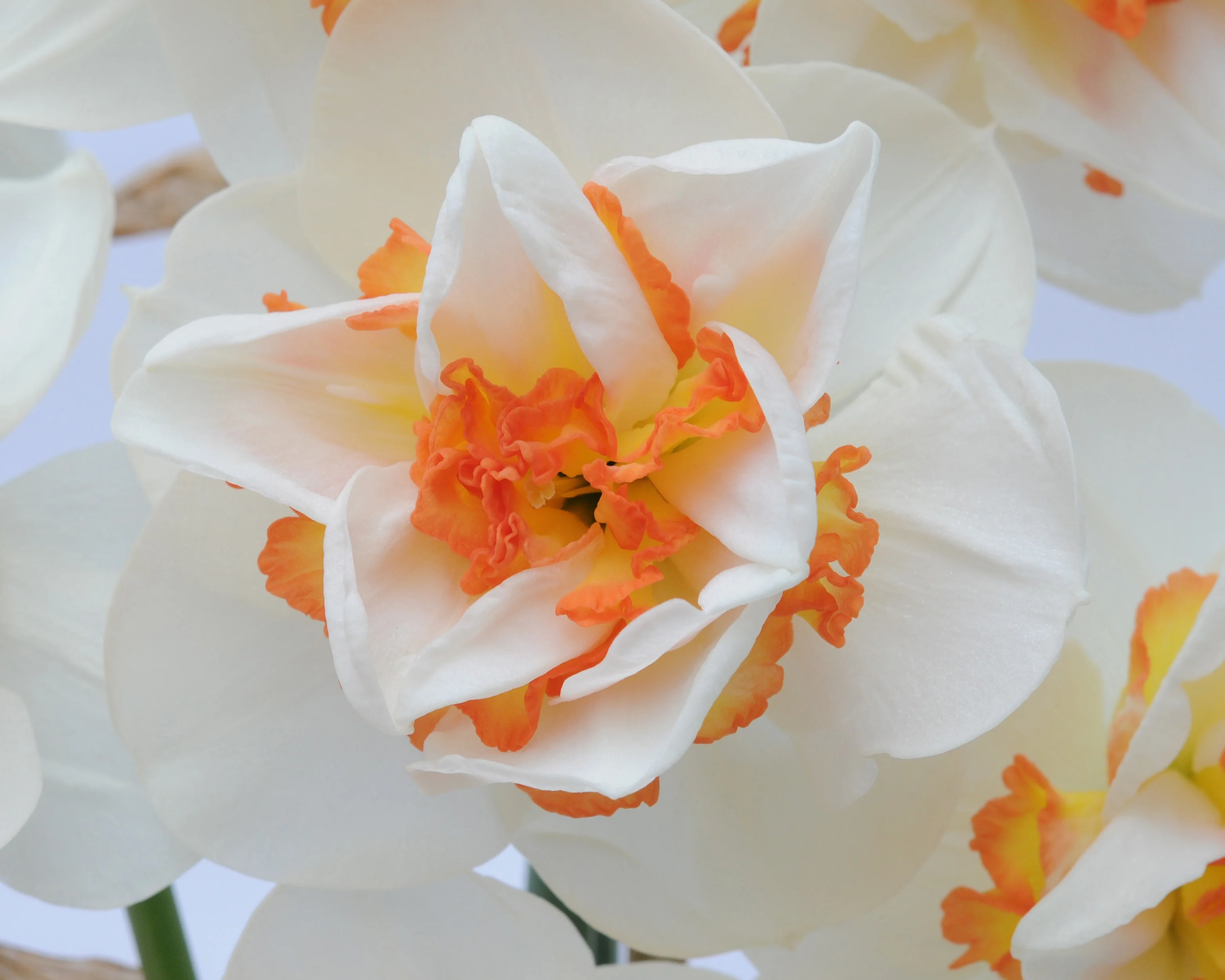 Narcissus 'Pink Performance' - Image 5