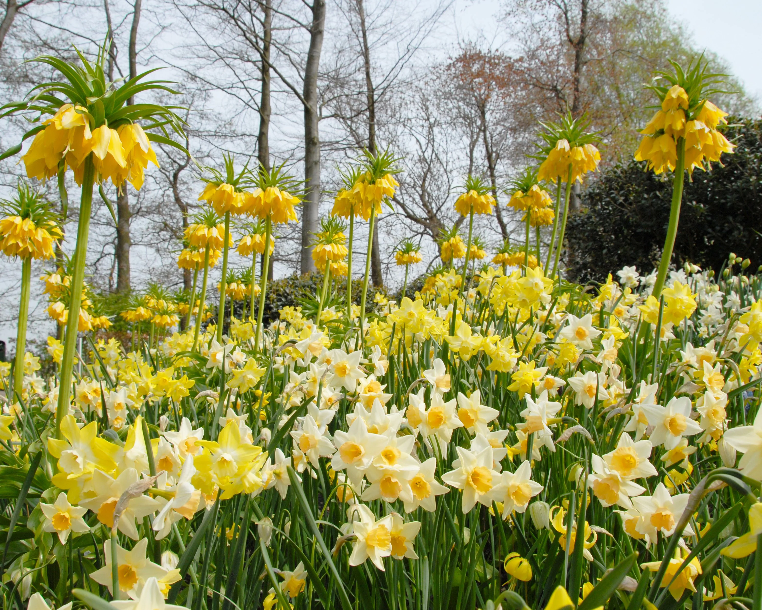 Narcissus 'Pipit' - Image 7
