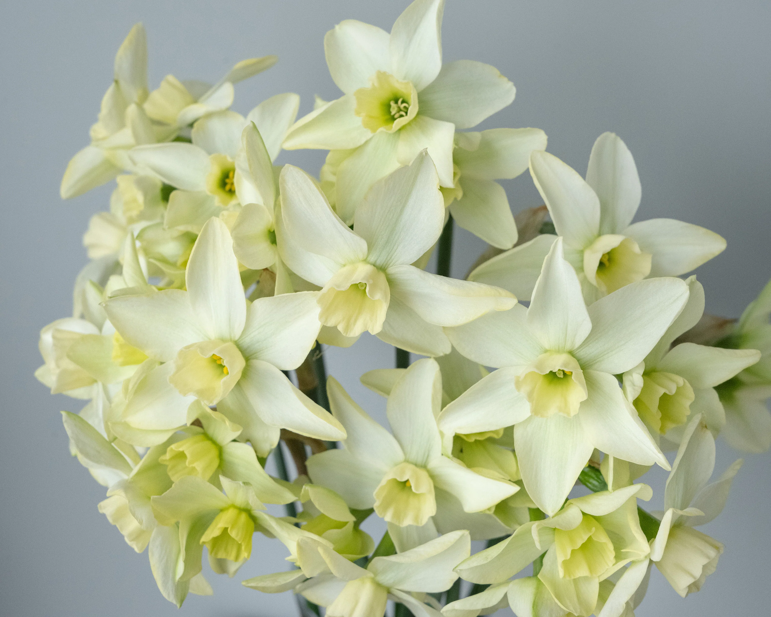 Narcissus 'Polar Hunter' - Image 3