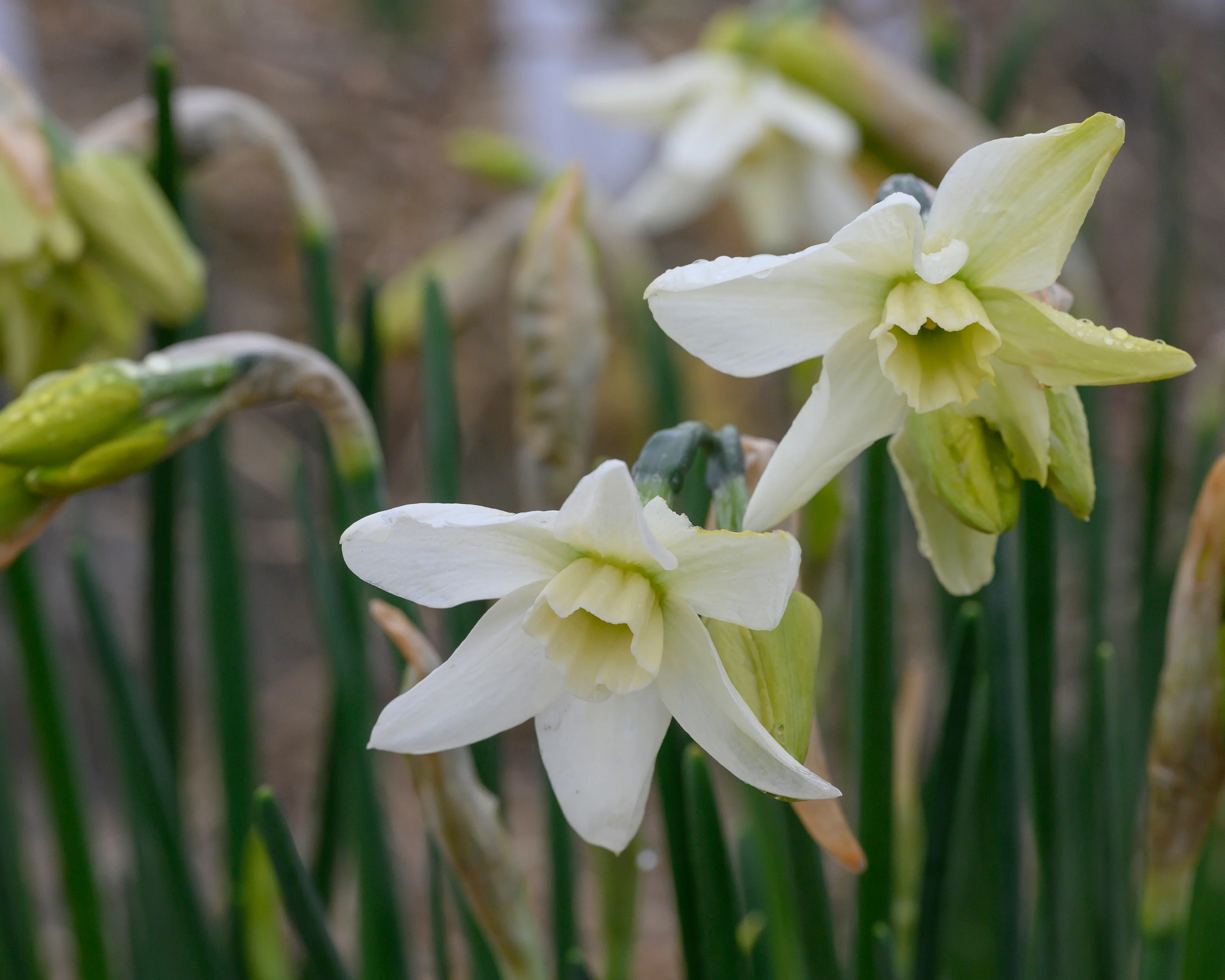 Narcissus 'Polar Hunter' - Image 7