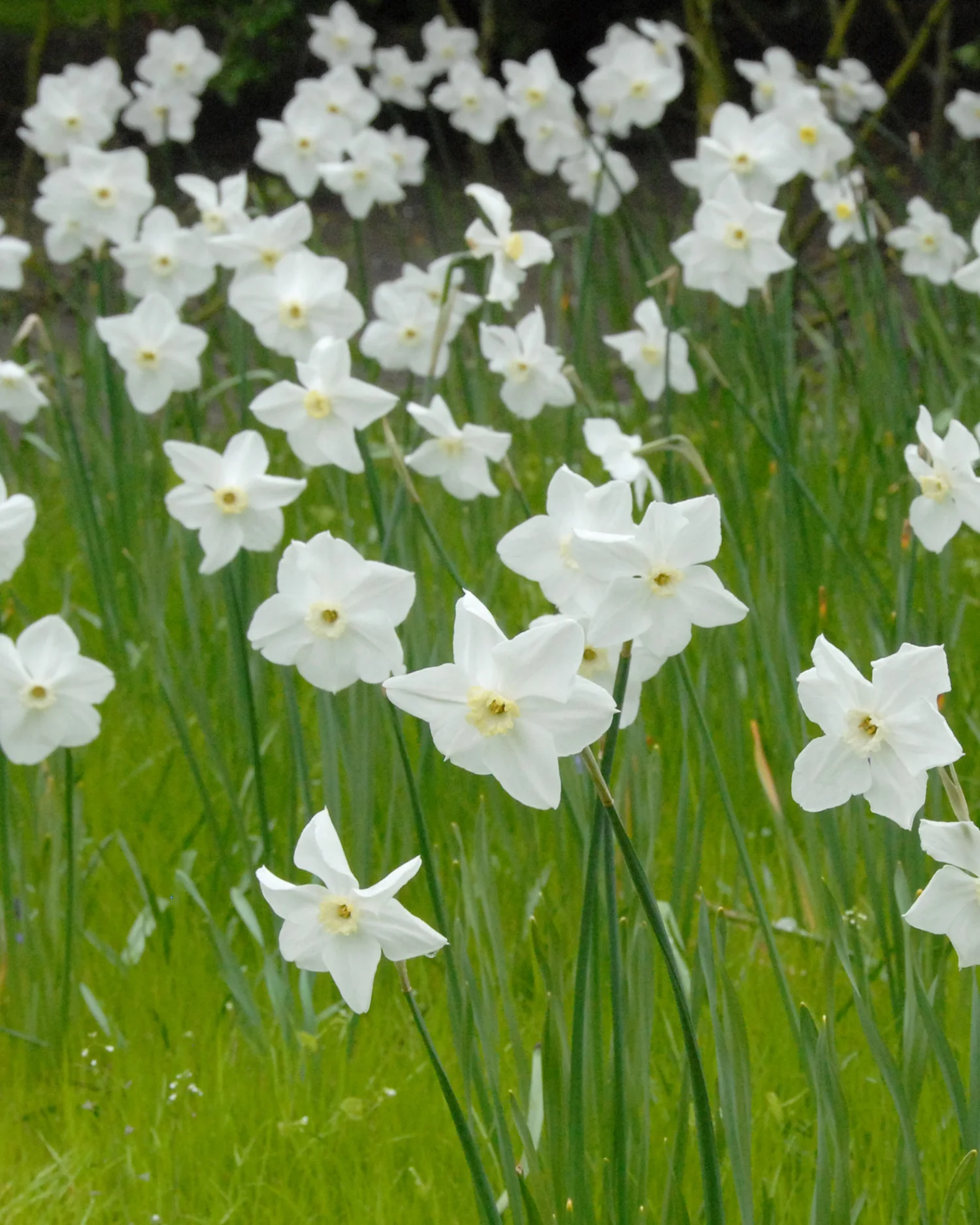 Narcissus 'Polar Ice' - Image 10