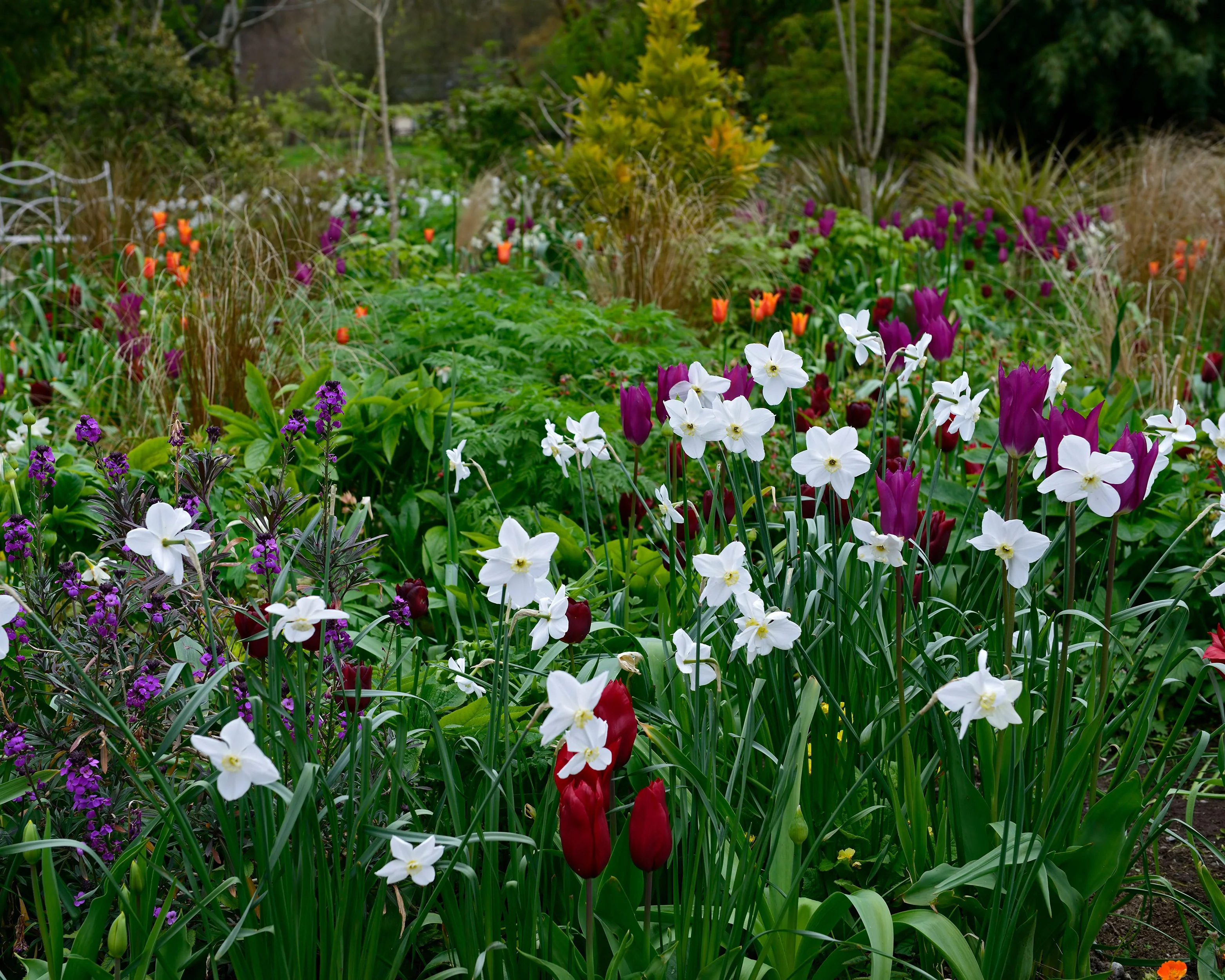 Narcissus 'Polar Ice' - Image 14