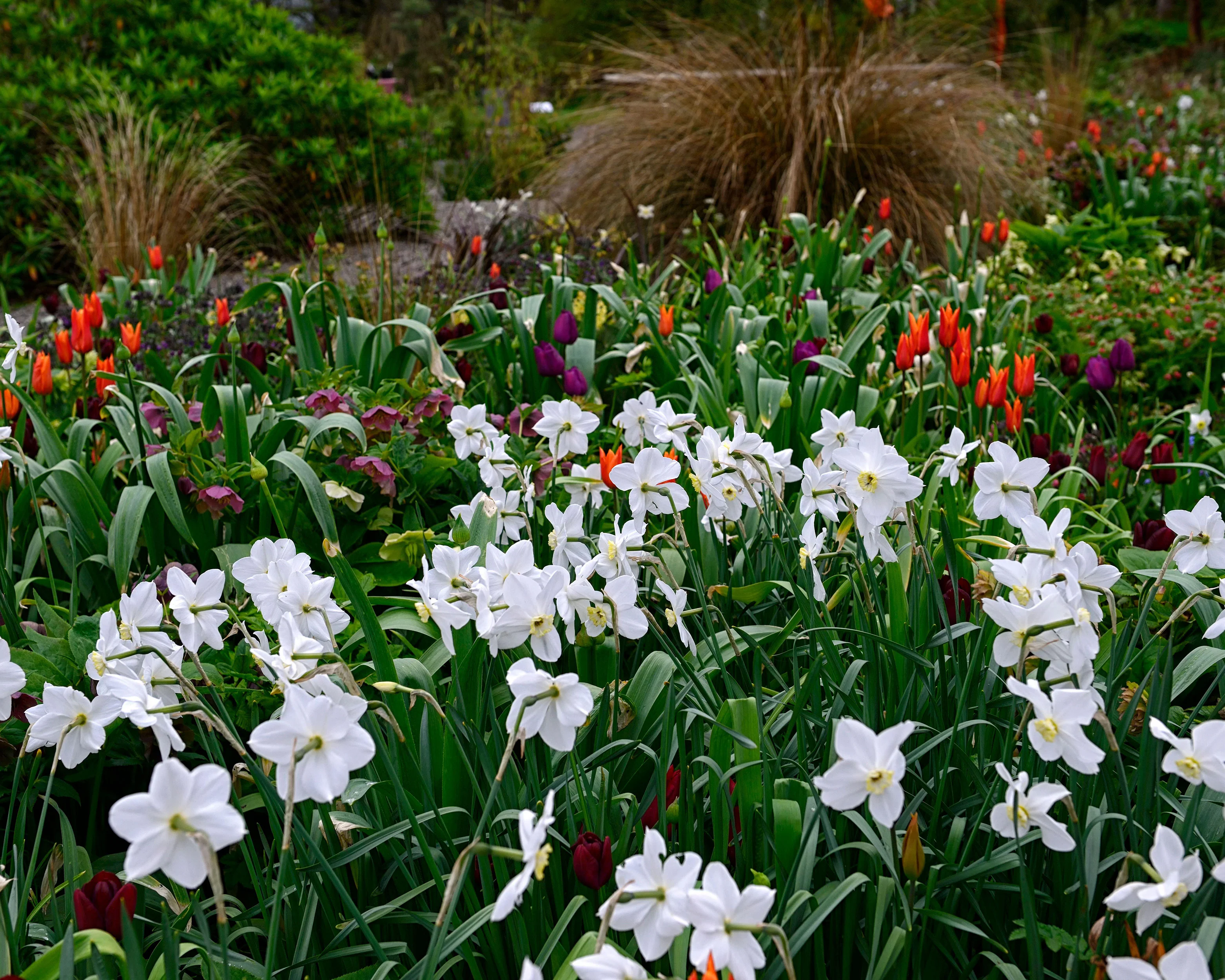 Narcissus 'Polar Ice' - Image 4