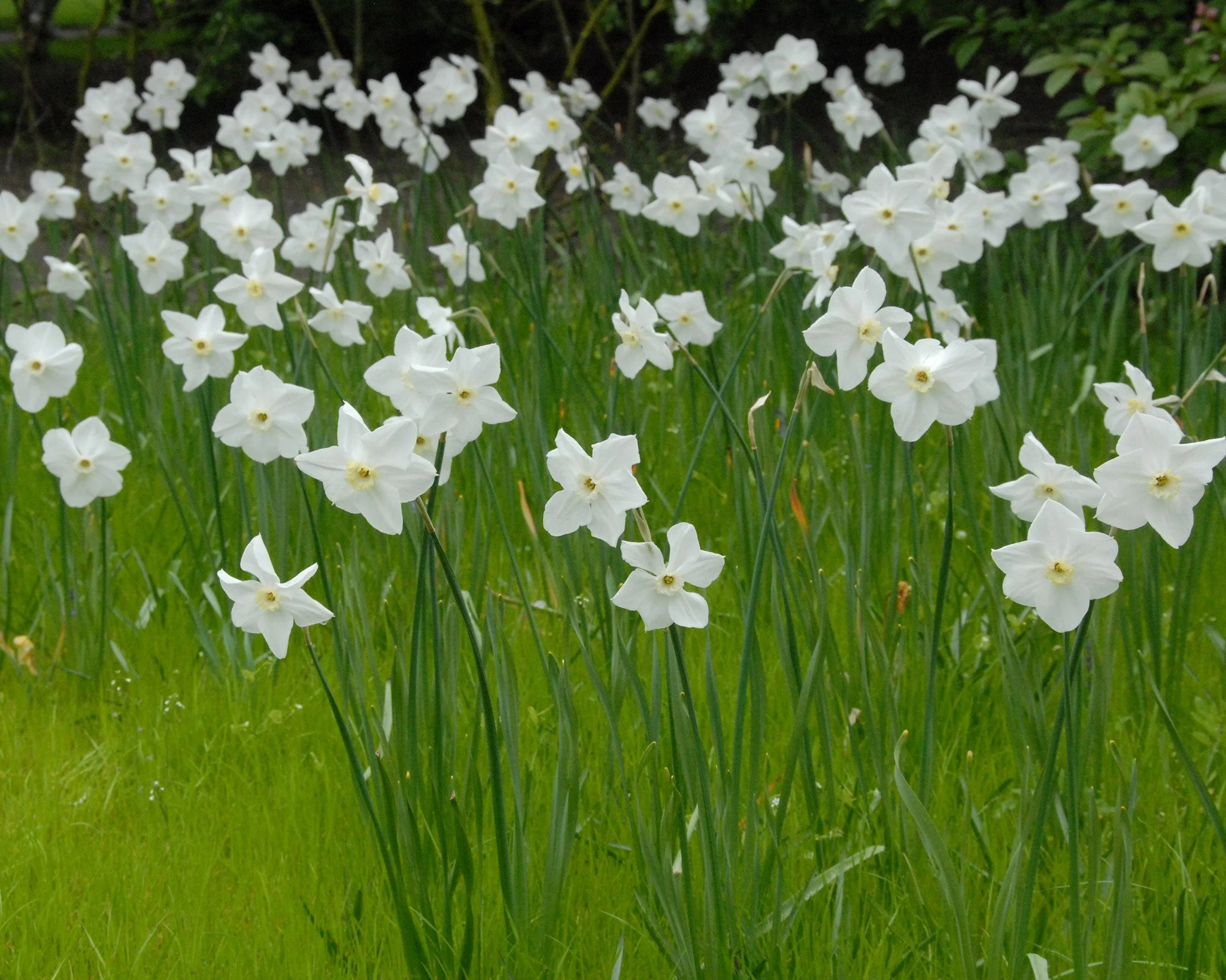Narcissus 'Polar Ice' - Image 6