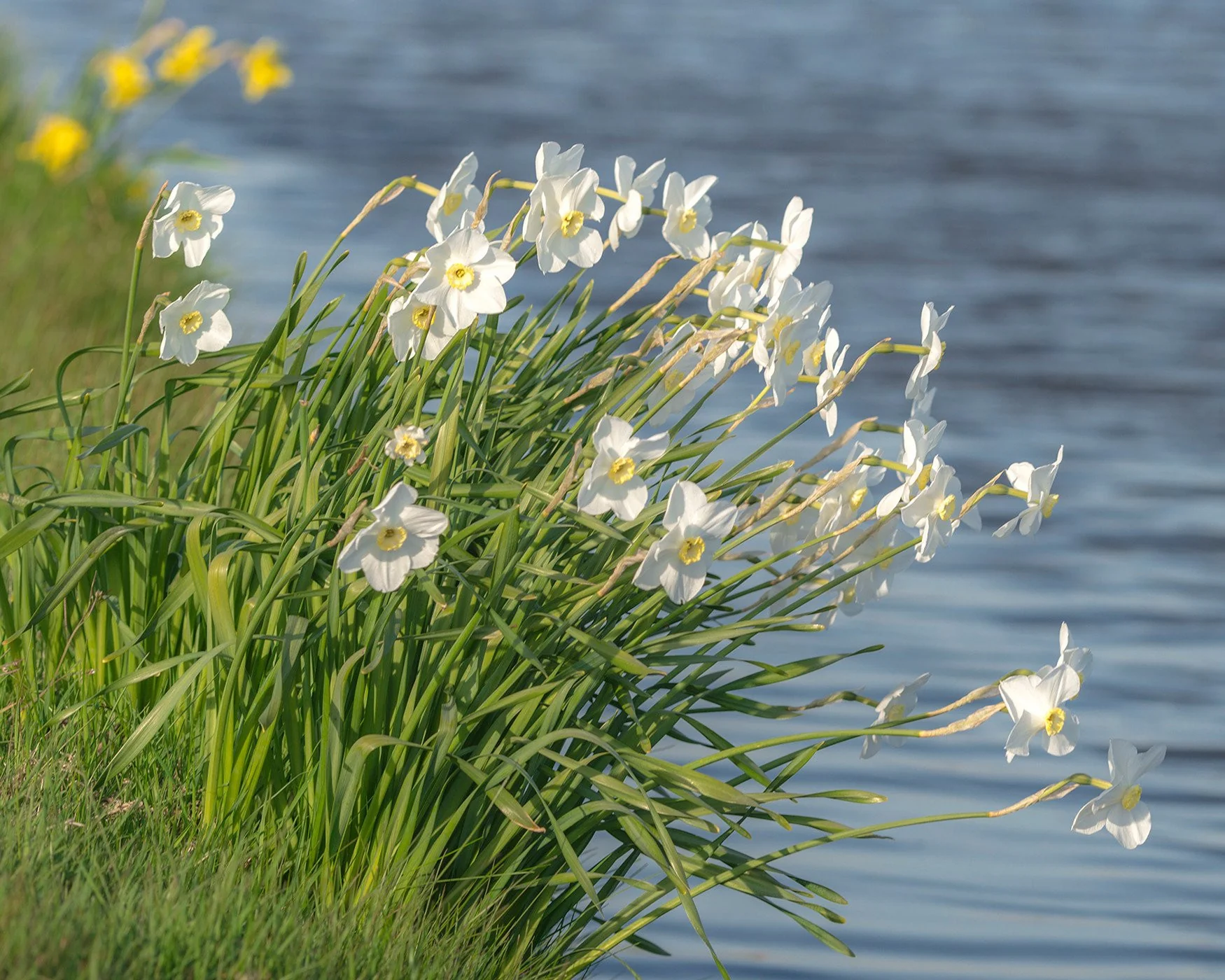 Narcissus 'Polar Ice' - Image 7