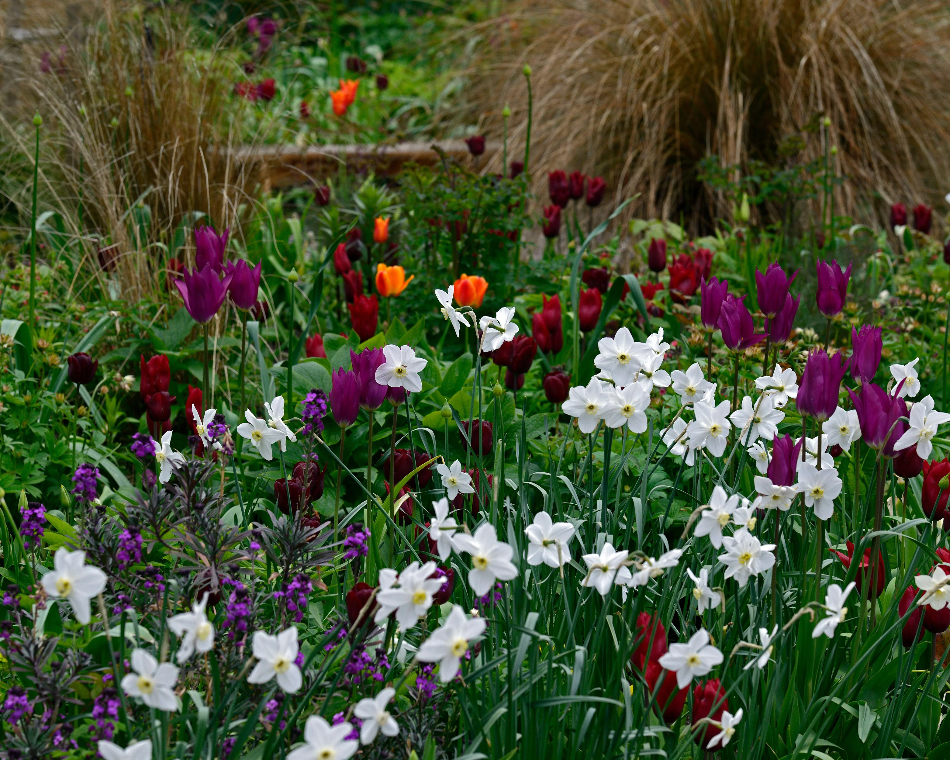 Narcissus 'Polar Ice' - Image 9