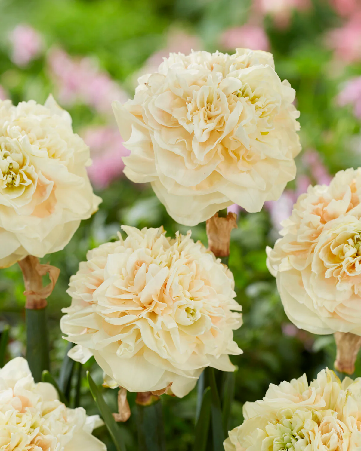 Narcissus 'Pom Pom Rose' - Image 3