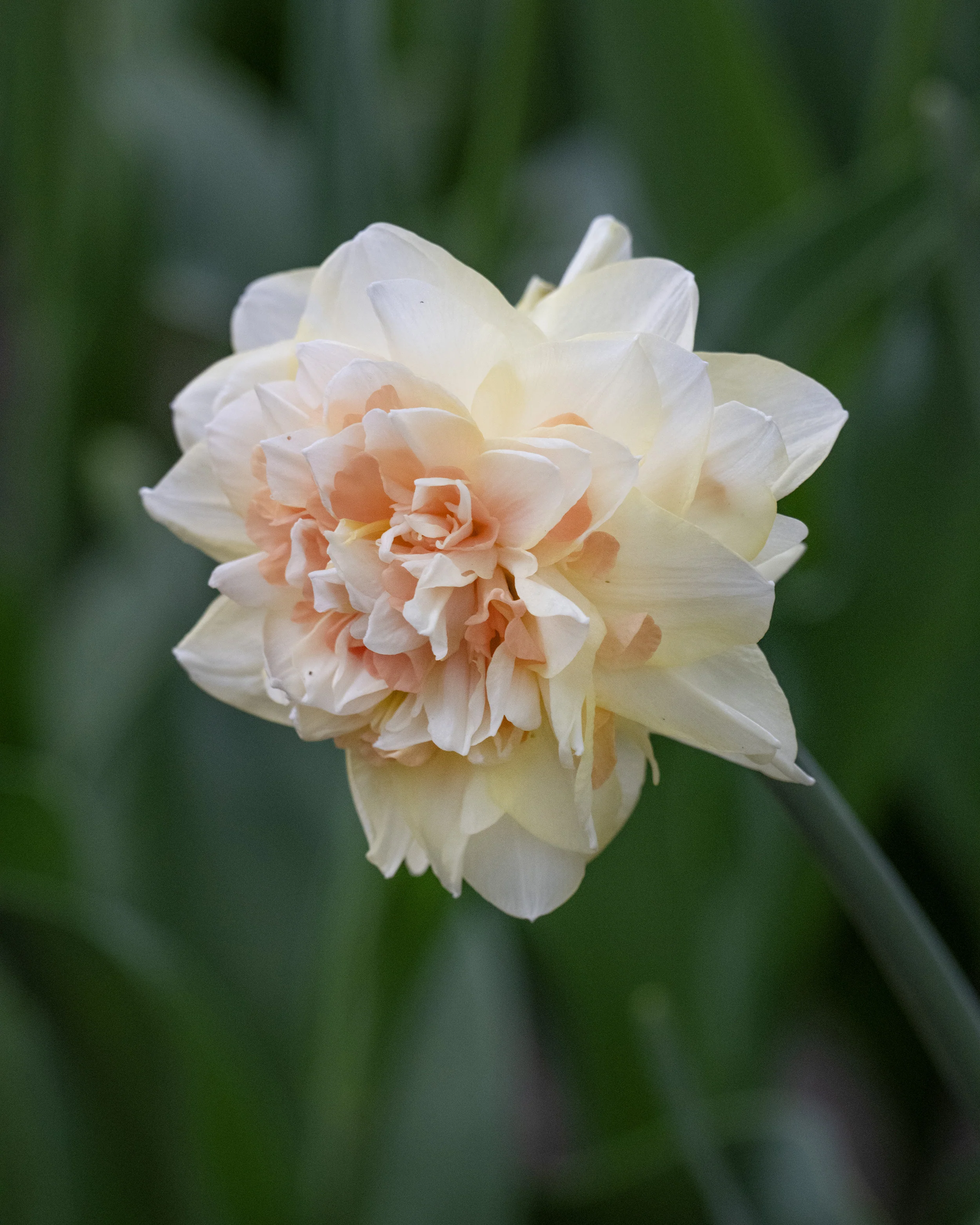 Narcissus 'Pom Pom Rose' - Image 9