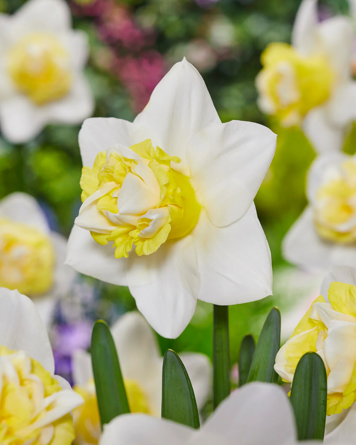 Narcissus 'Popeye' - Image 5