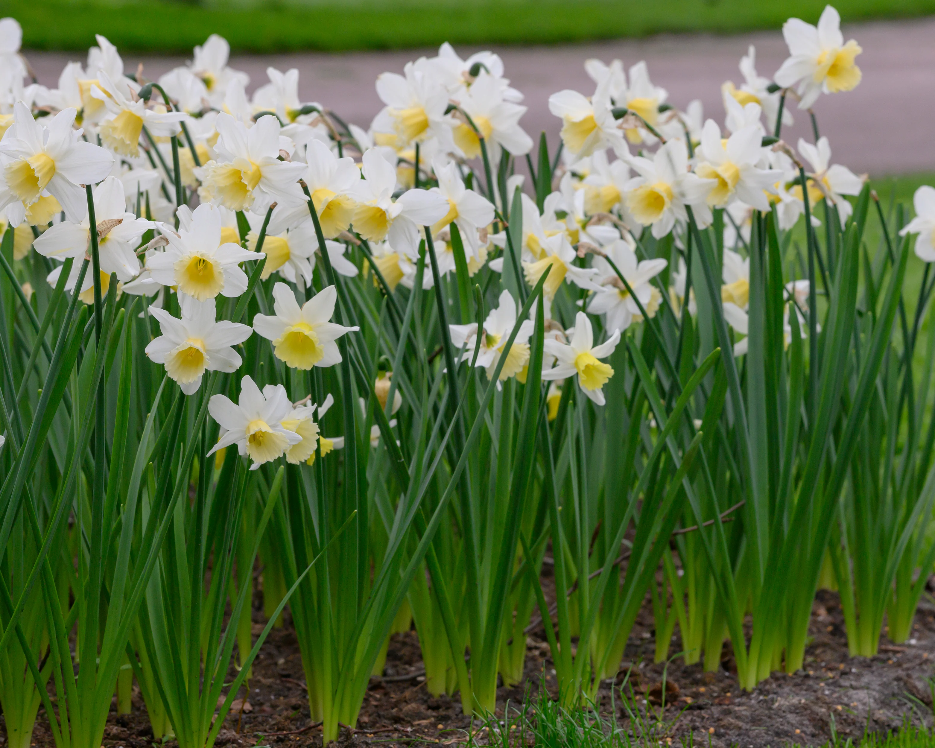 Narcissus 'Pre Party' - Image 2