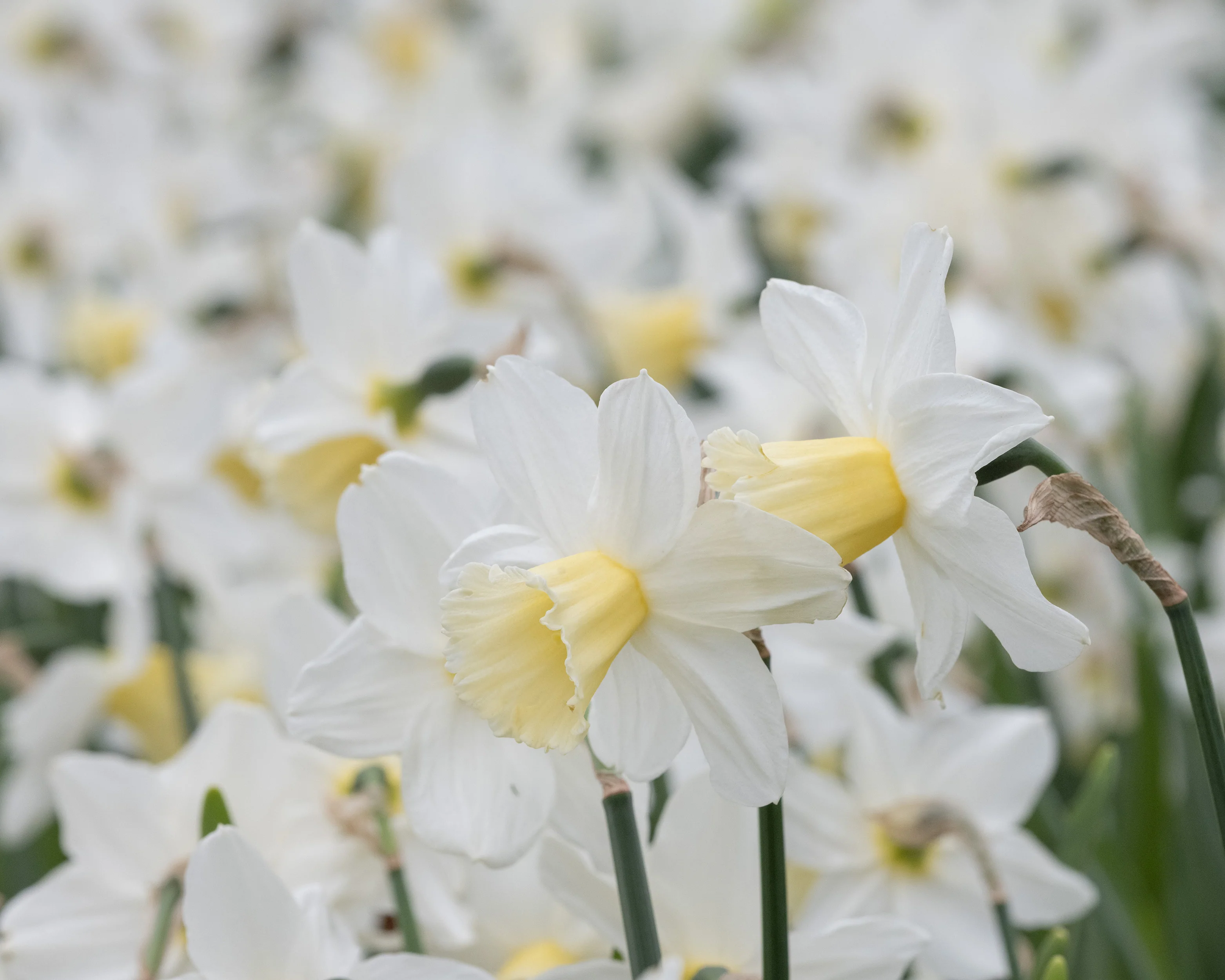 Narcissus 'Pre Party' - Image 6