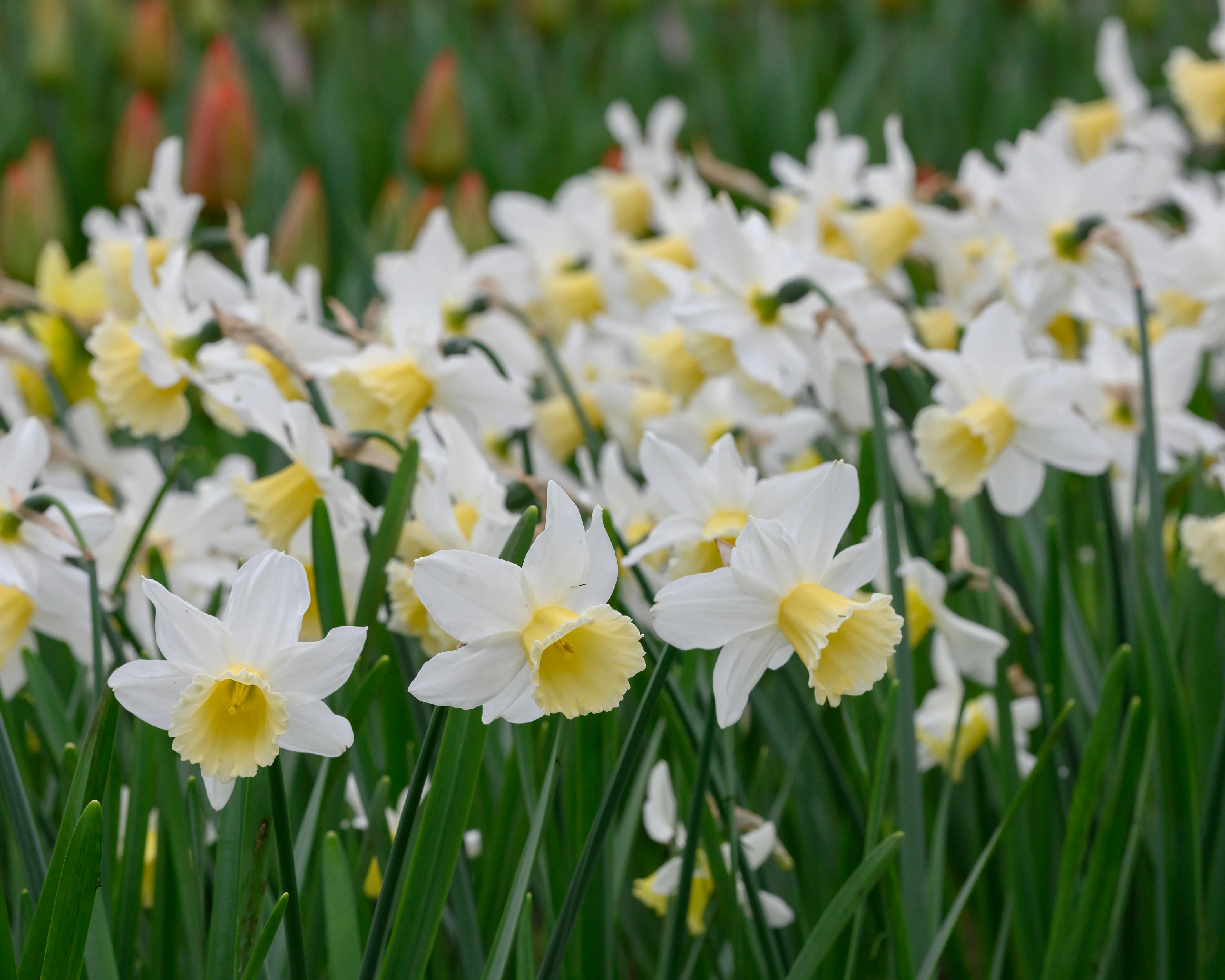 Narcissus 'Pre Party' - Image 9
