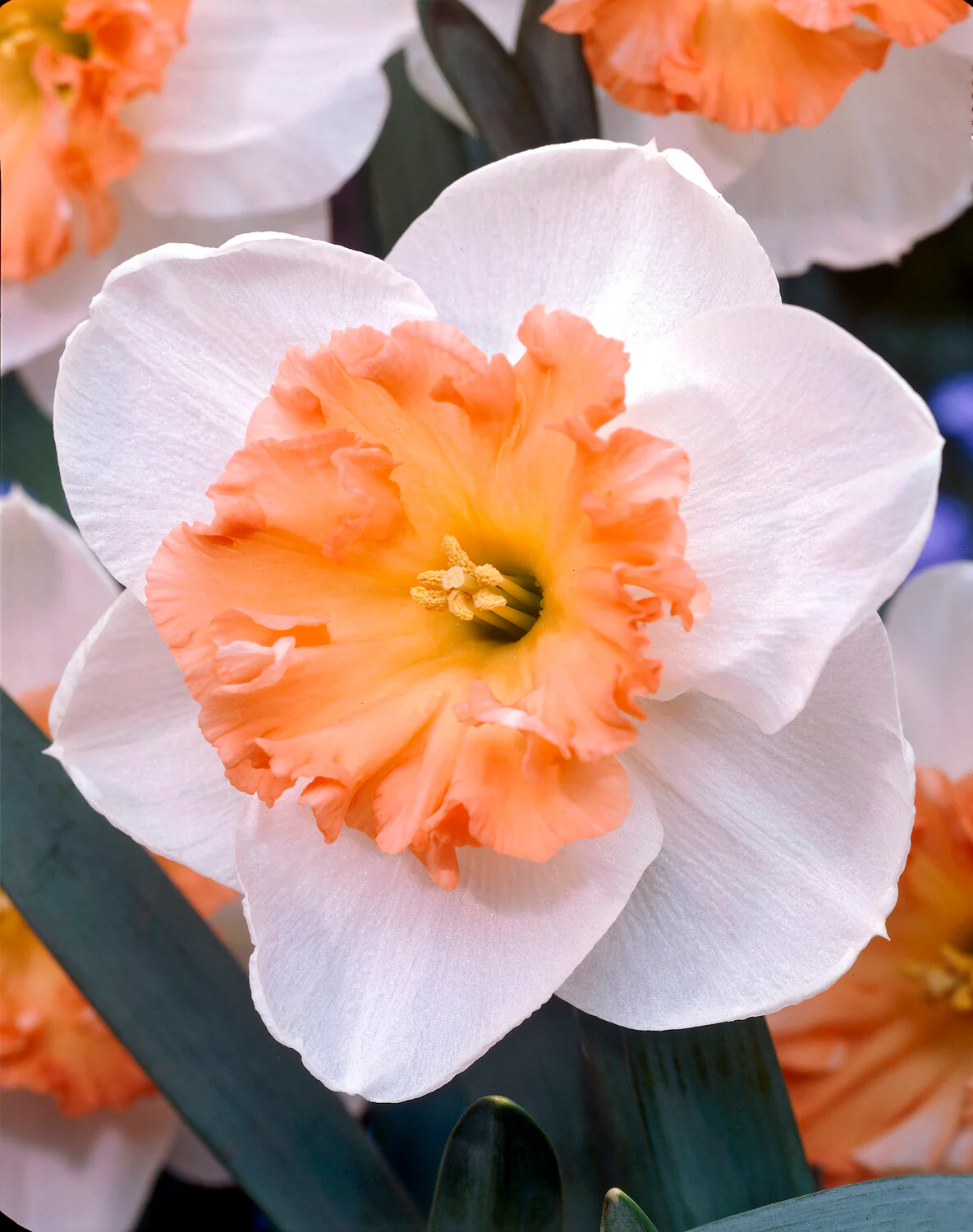 Narcissus 'Precocious' - Image 3
