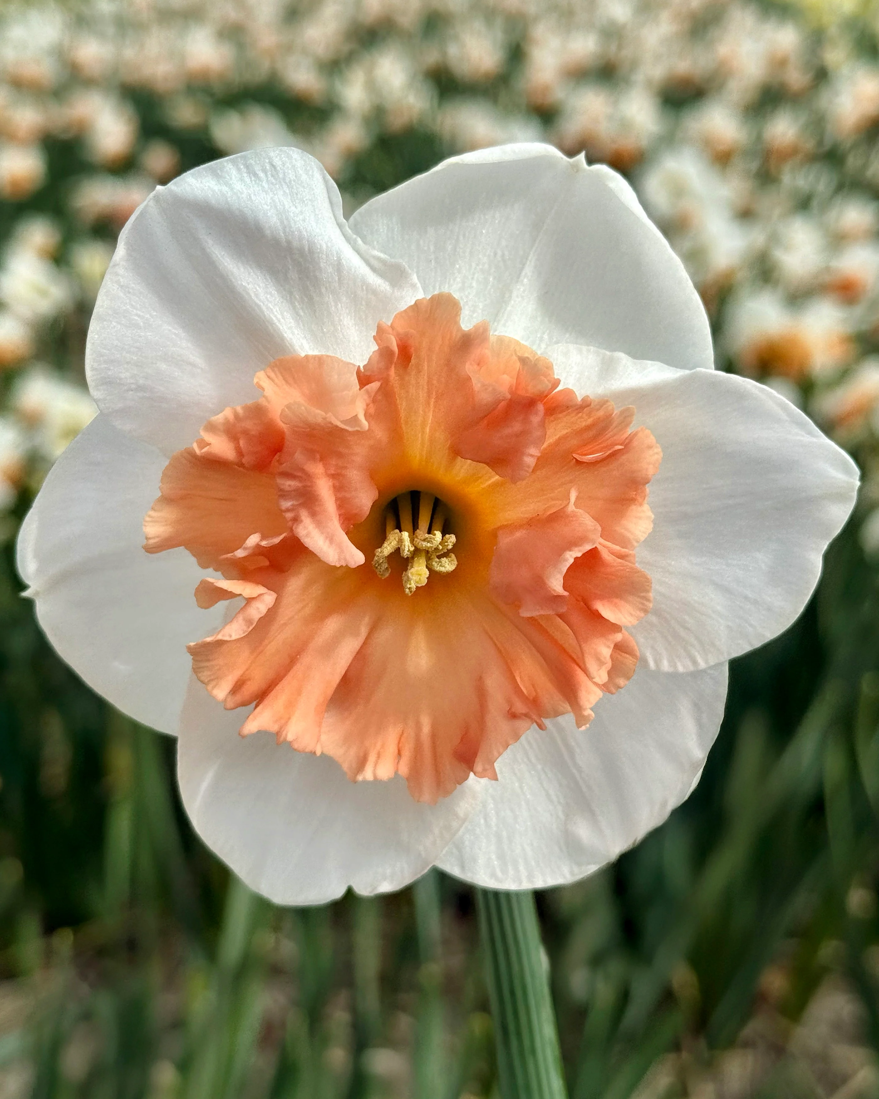 Narcissus 'Precocious' - Image 5