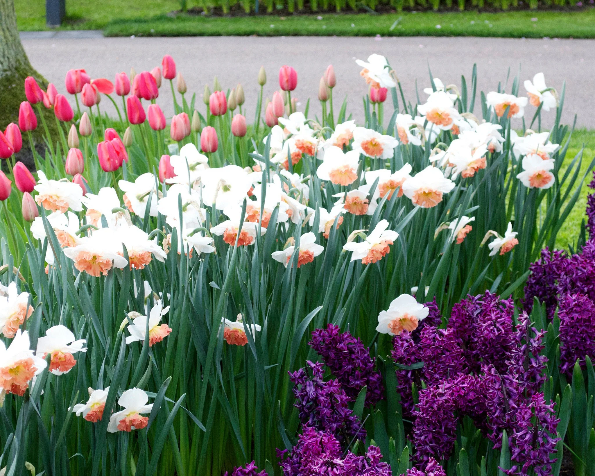 Narcissus 'Precocious' - Image 6
