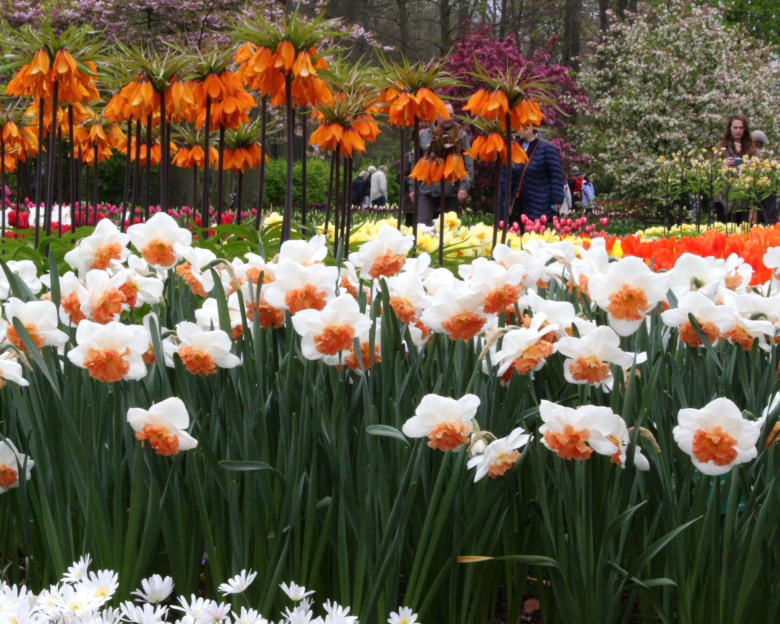 Narcissus 'Precocious' - Image 7