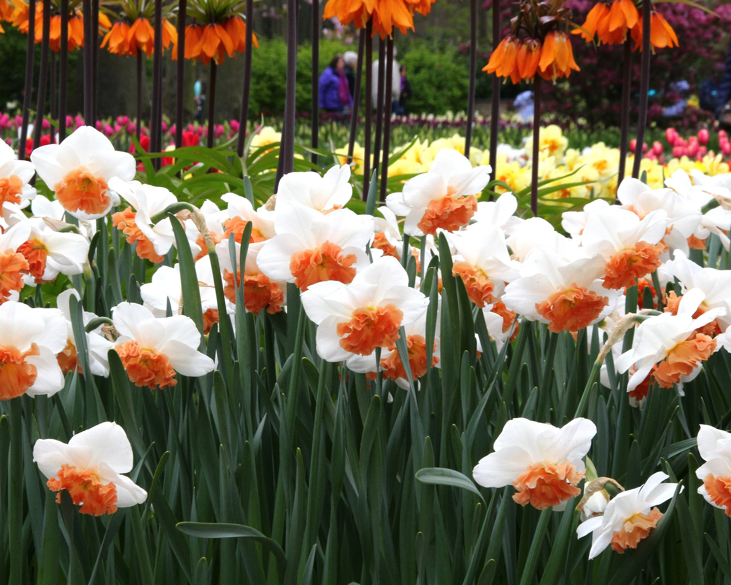 Narcissus 'Precocious' - Image 9