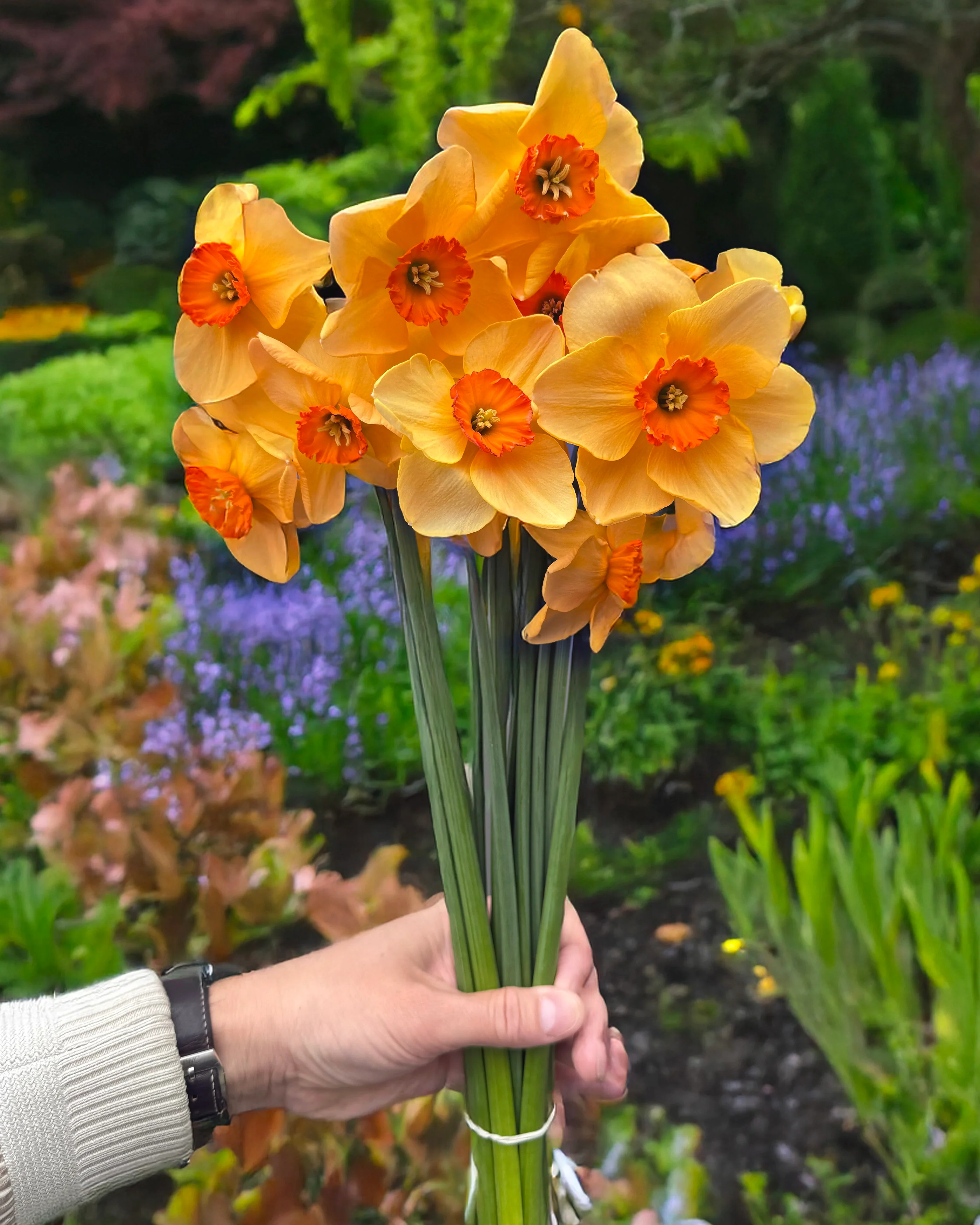 Narcissus 'Pumpkin Spice' - Image 4