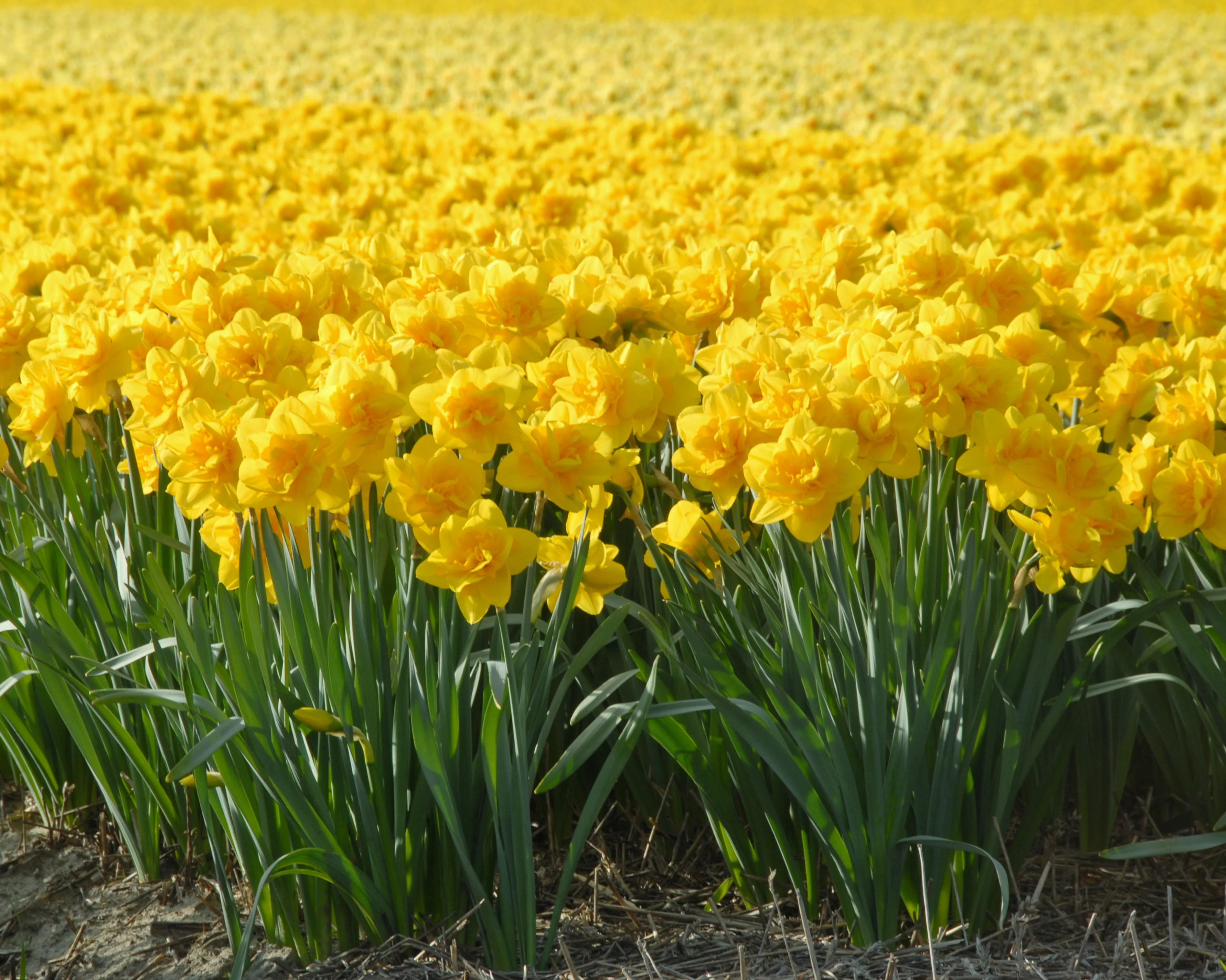 Narcissus 'Queen's Day' - Image 4