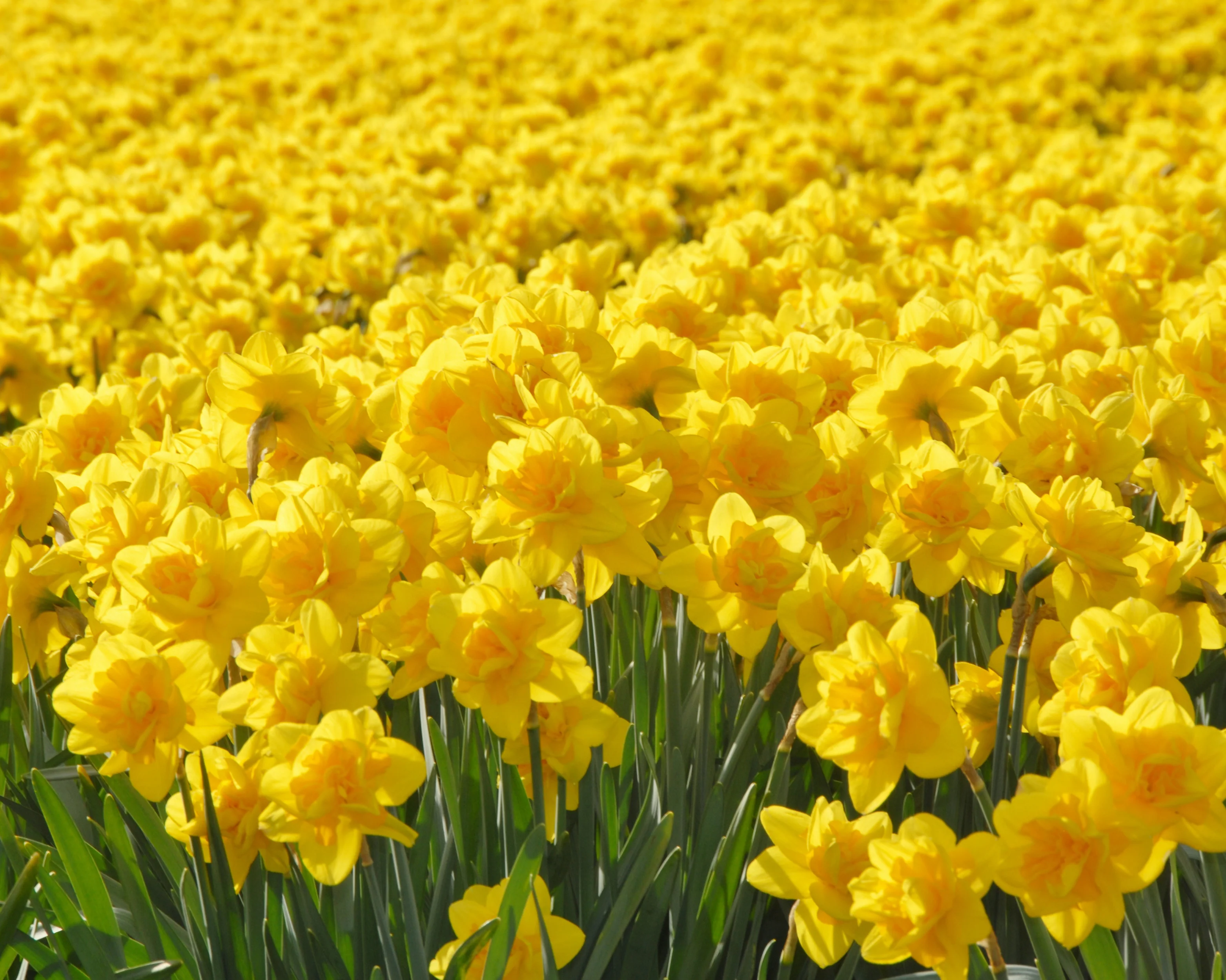 Narcissus 'Queen's Day' - Image 8