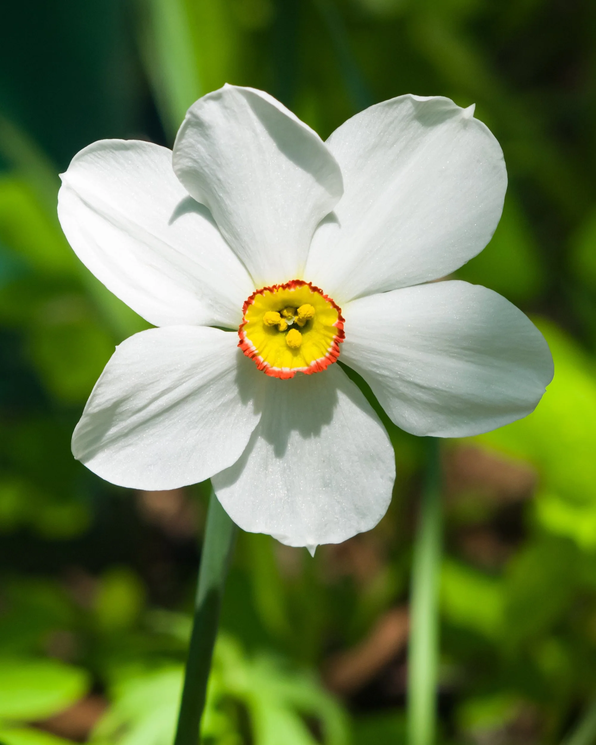 Narcissus 'Pheasant's Eye' - Image 4