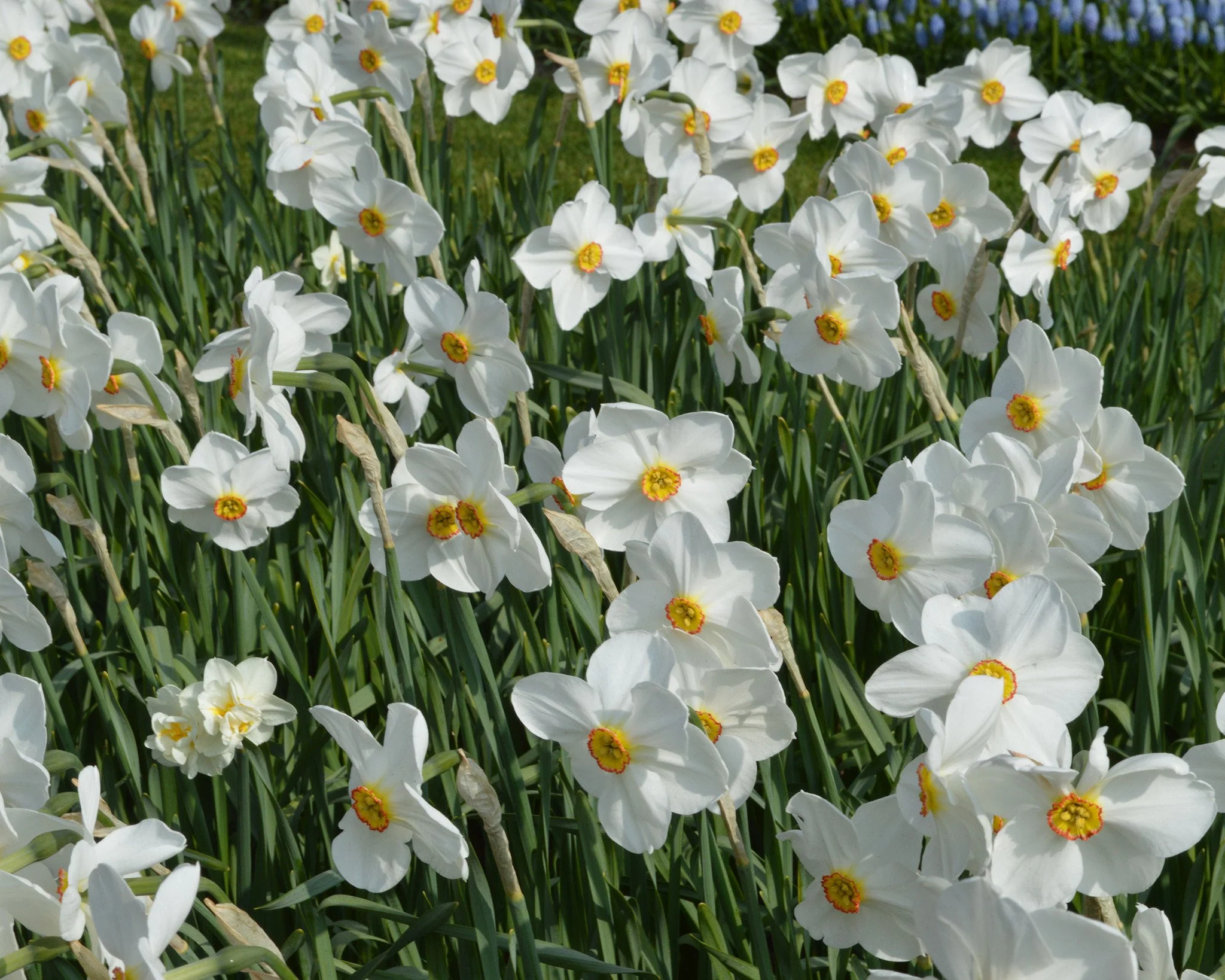 Narcissus 'Pheasant's Eye' - Image 5