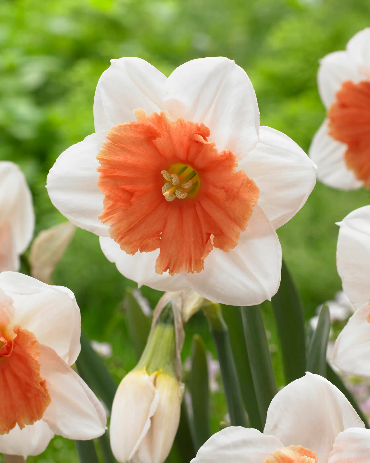 Narcissus 'Riot' - Image 3