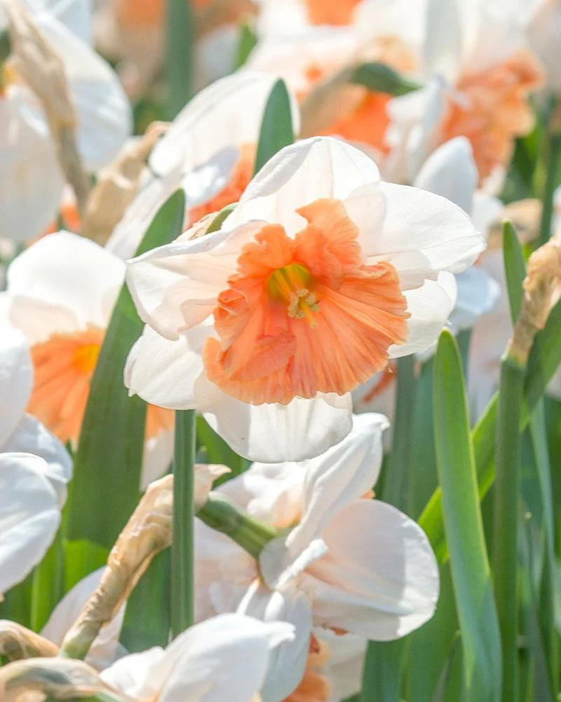 Narcissus 'Riot' - Image 5