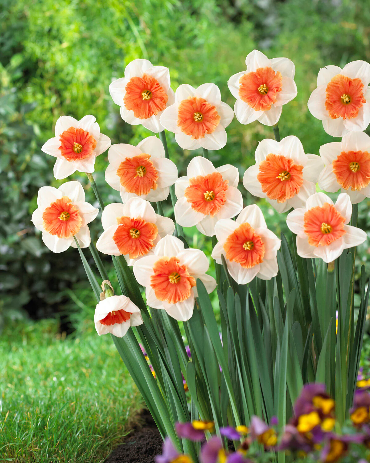 Narcissus 'Riot' - Image 6