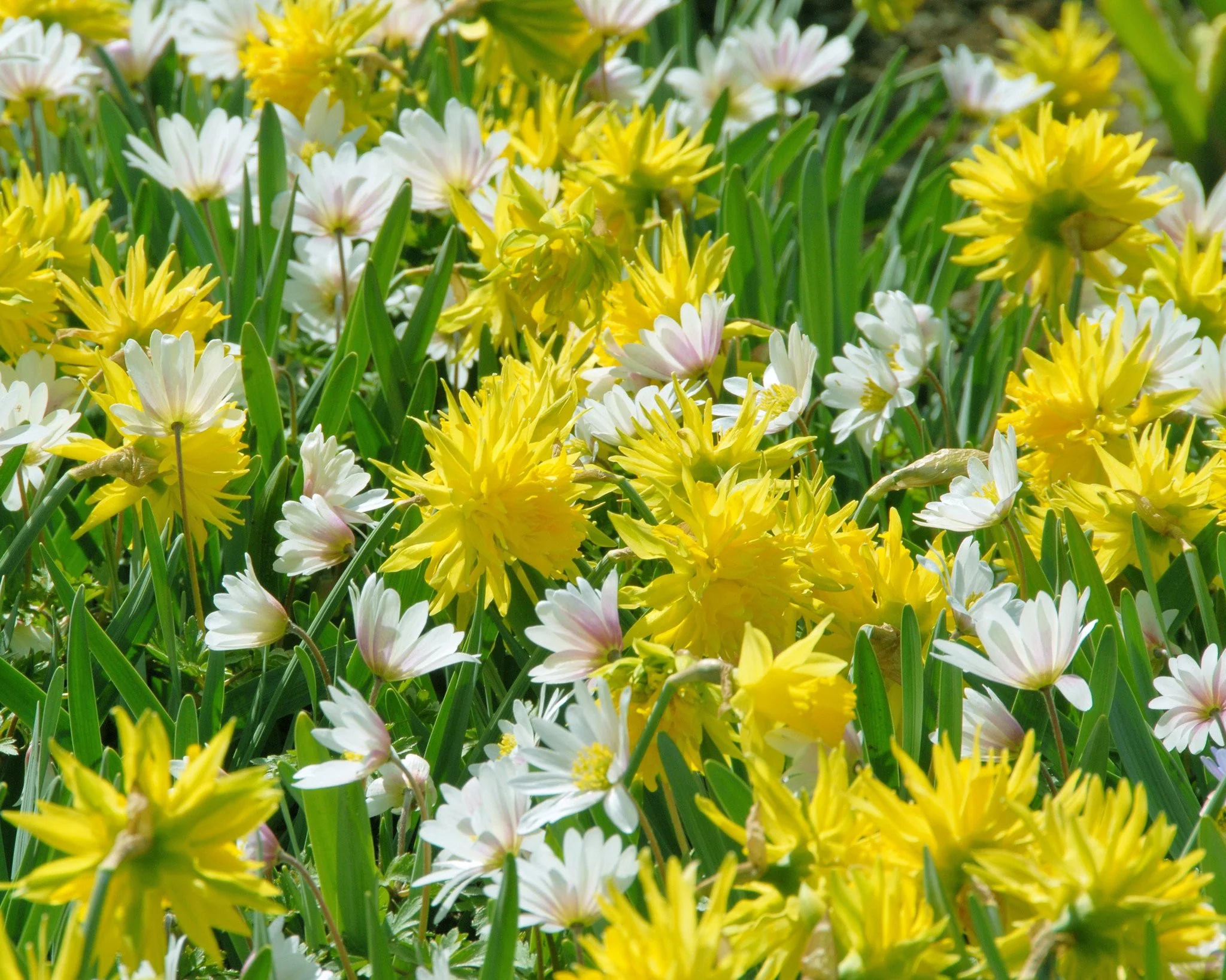 Narcissus 'Rip van Winkle' - Image 5