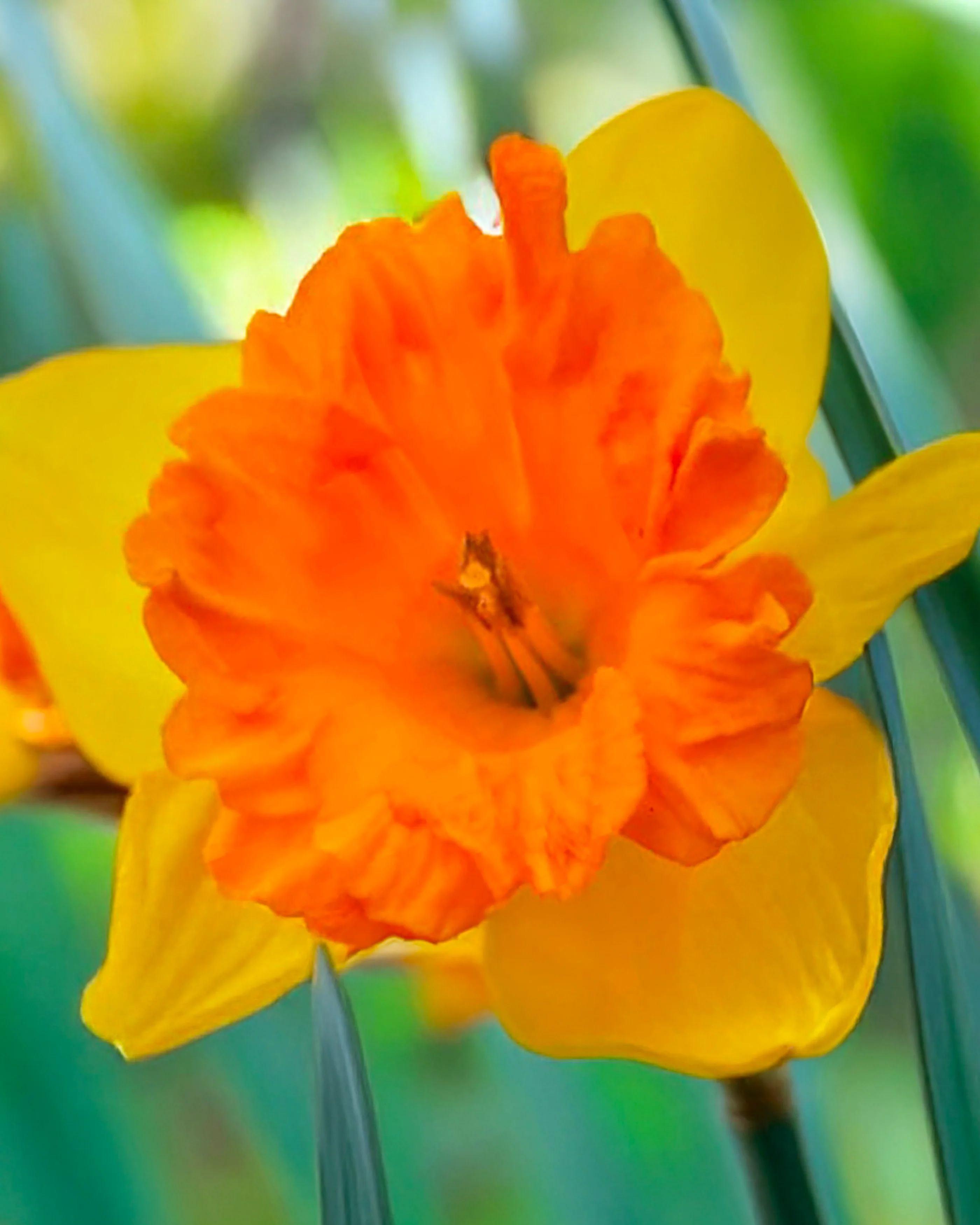 Narcissus 'Rockstar' - Image 3