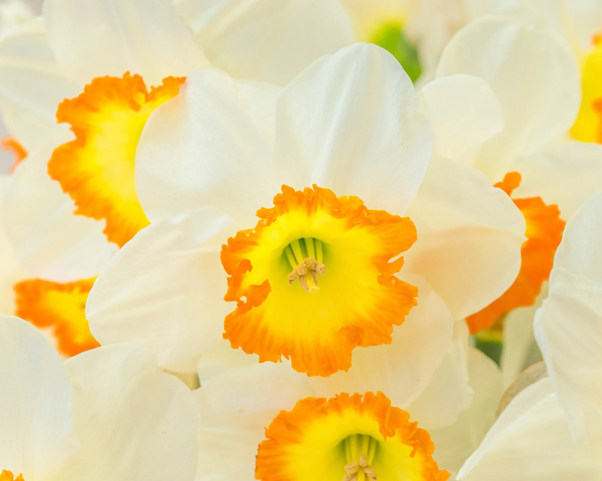 Narcissus 'Roulette' - Image 3