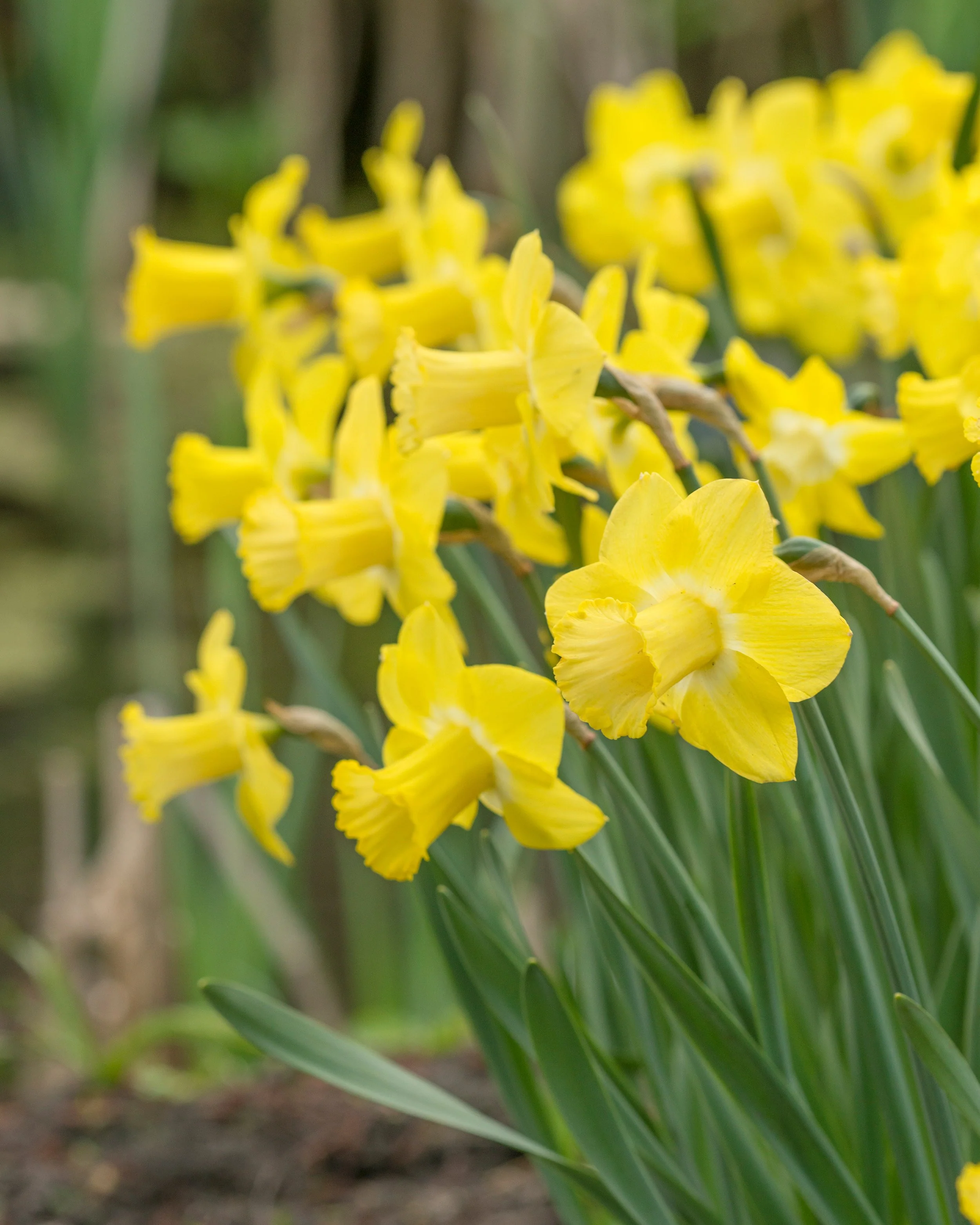 Narcissus 'Sabatini' - Image 5