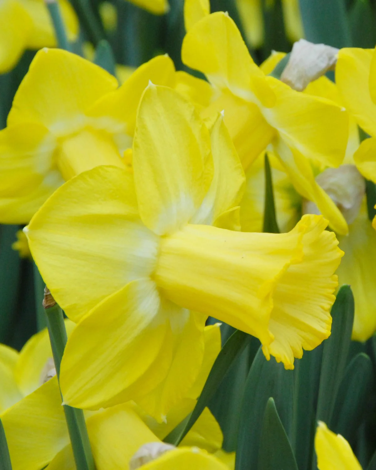 Narcissus 'Sabatini' - Image 6