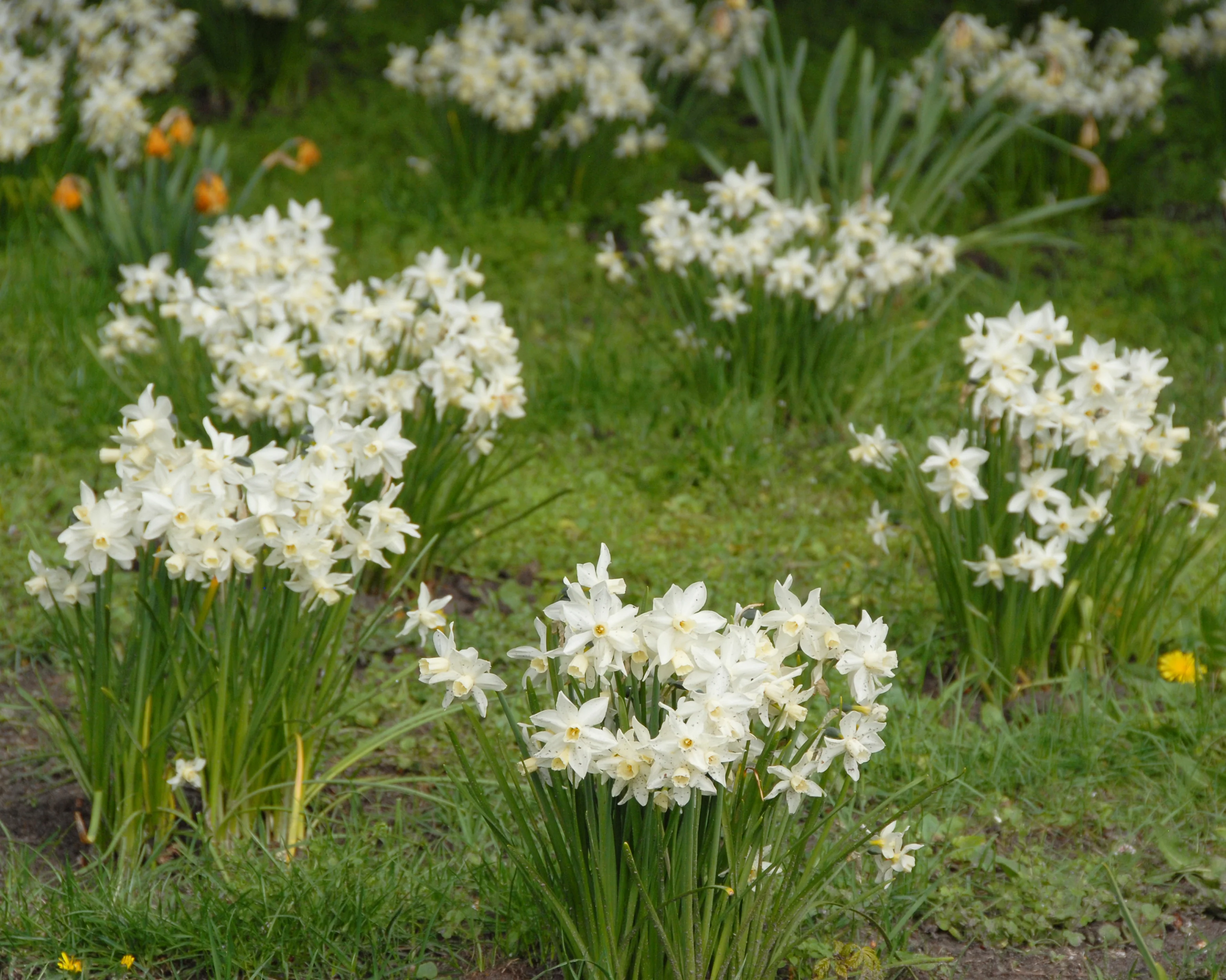 Narcissus 'Sailboat' - Image 10
