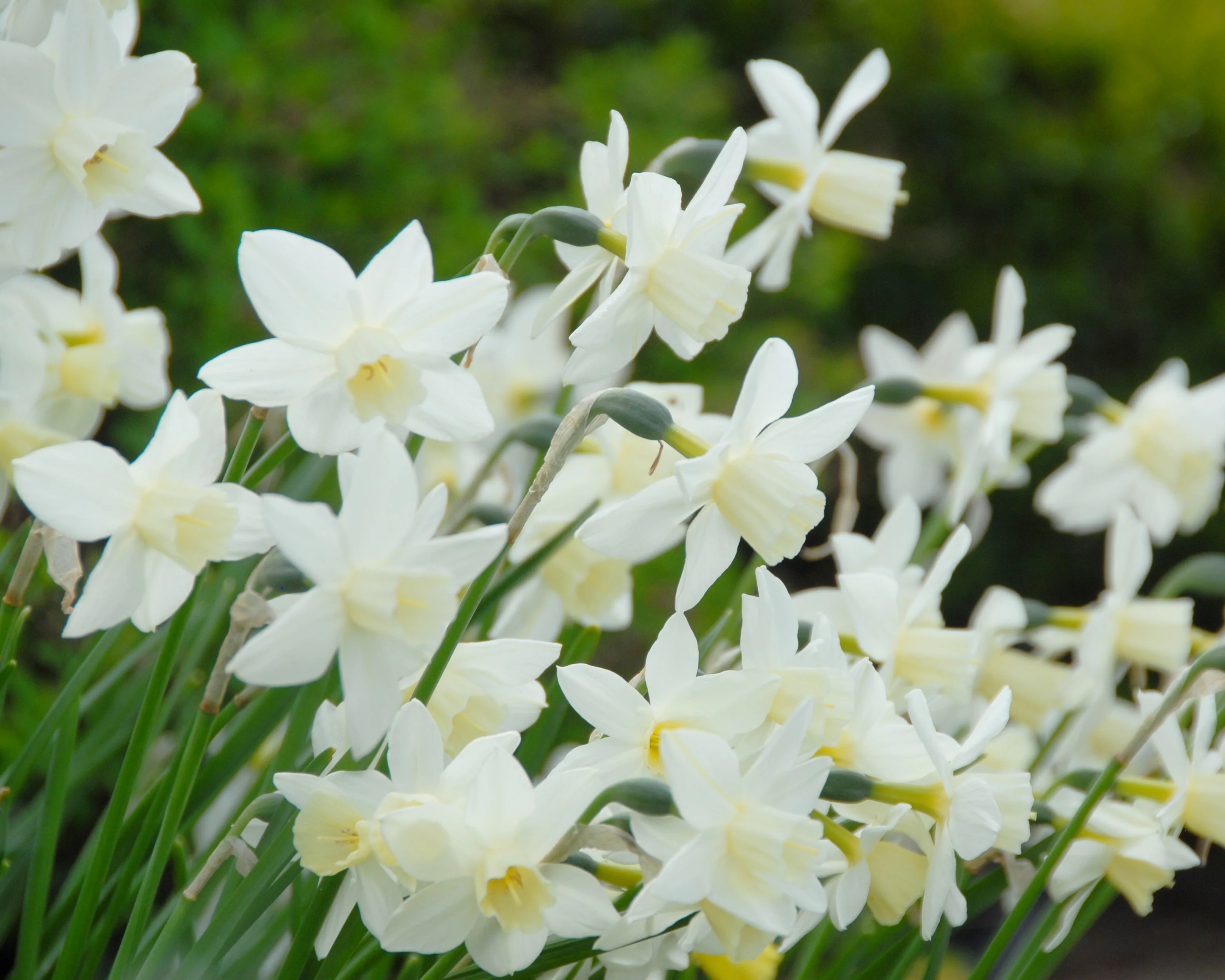 Narcissus 'Sailboat' - Image 13