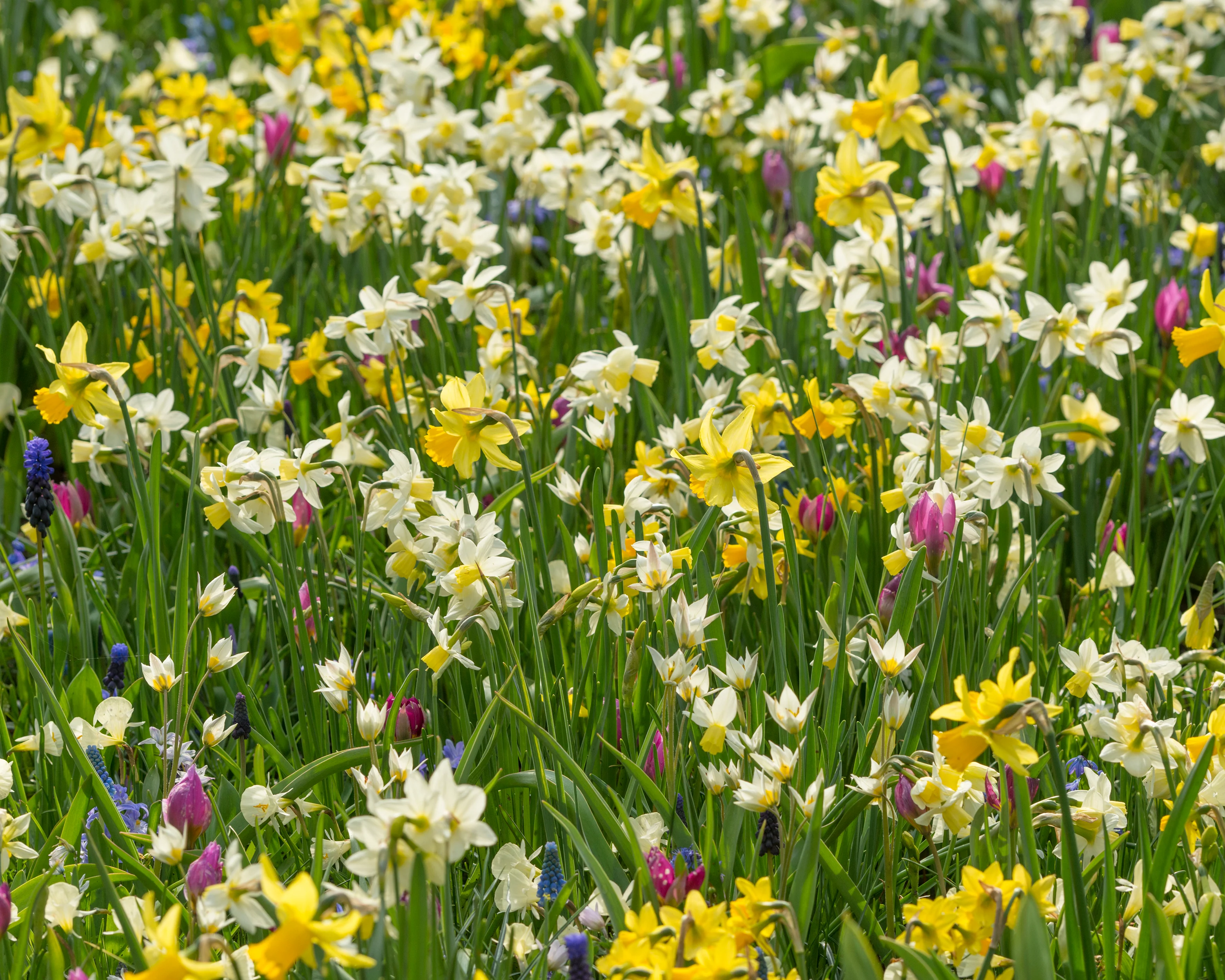 Narcissus 'Sailboat' - Image 14