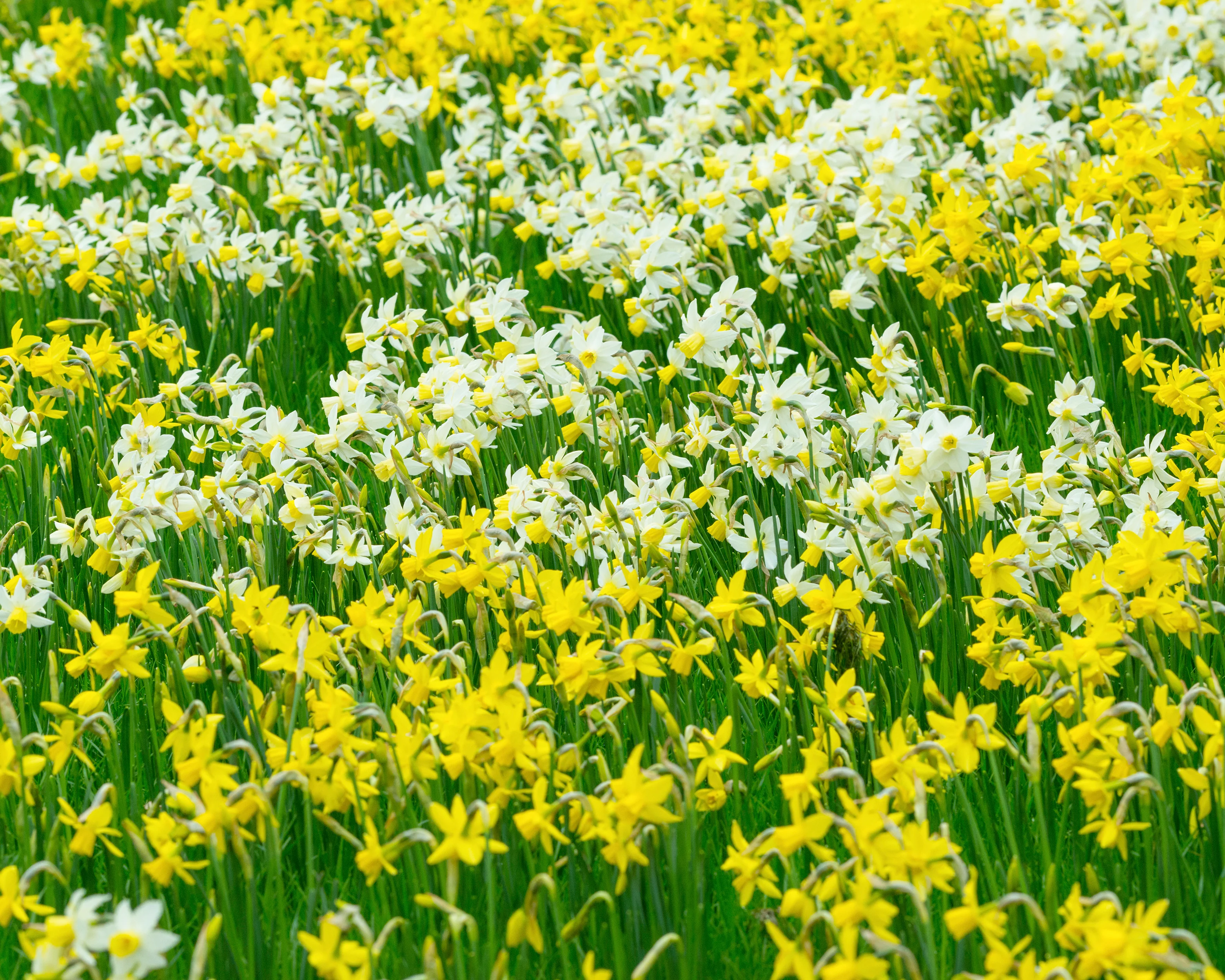 Narcissus 'Sailboat' - Image 19